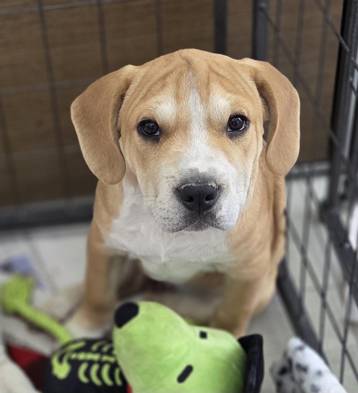 Enlarge Neptune, a Adoptable mixed breed in Hillsdale, NY image 1/4