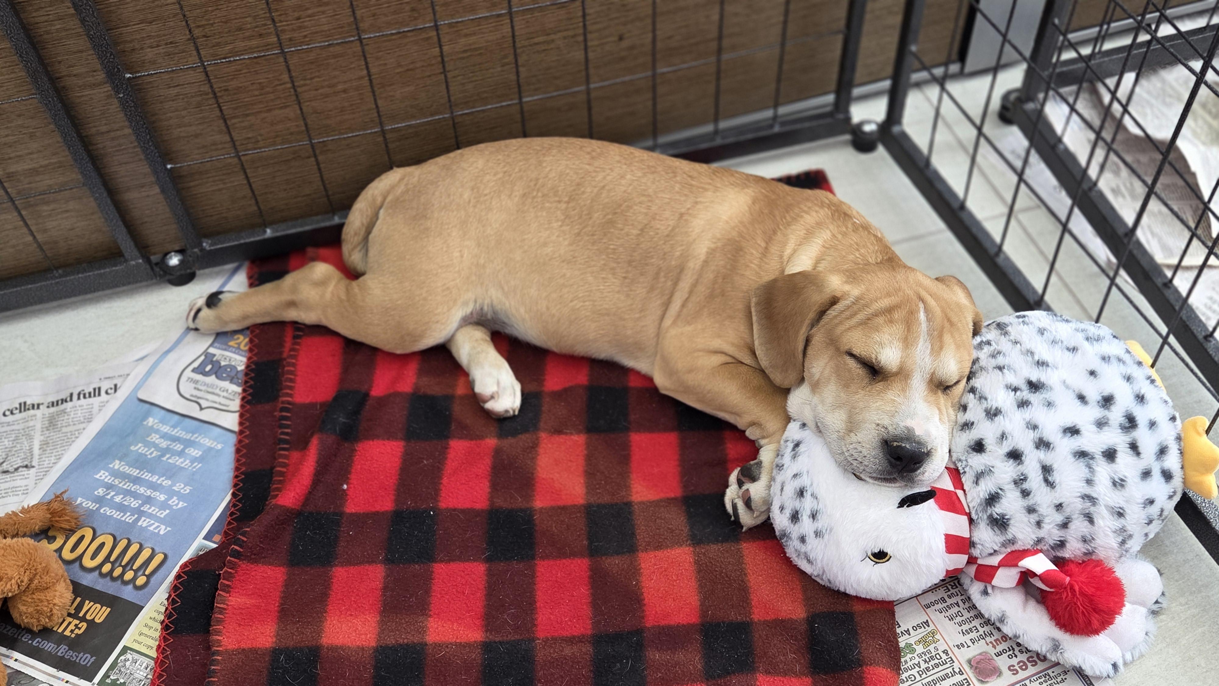 Enlarge Neptune, a Adoptable mixed breed in Hillsdale, NY image 4/4
