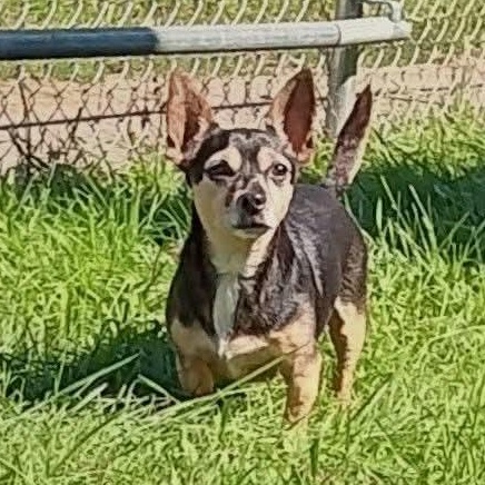 Enlarge Bella, a Adoptable mixed breed in Kentwood, MI image 1/4
