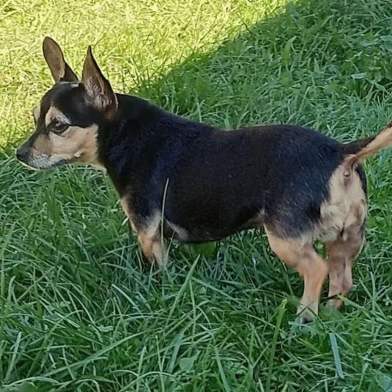 Enlarge Bella, a Adoptable mixed breed in Kentwood, MI image 2/4