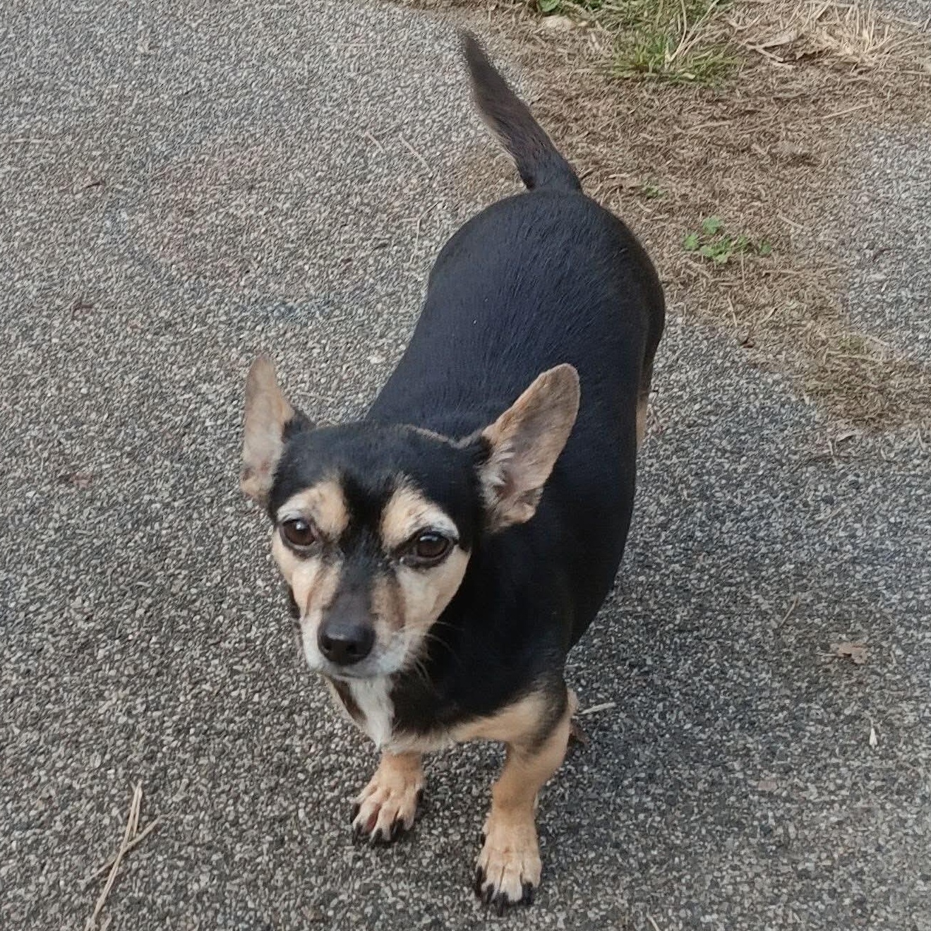 Enlarge Bella, a Adoptable mixed breed in Kentwood, MI image 6/6