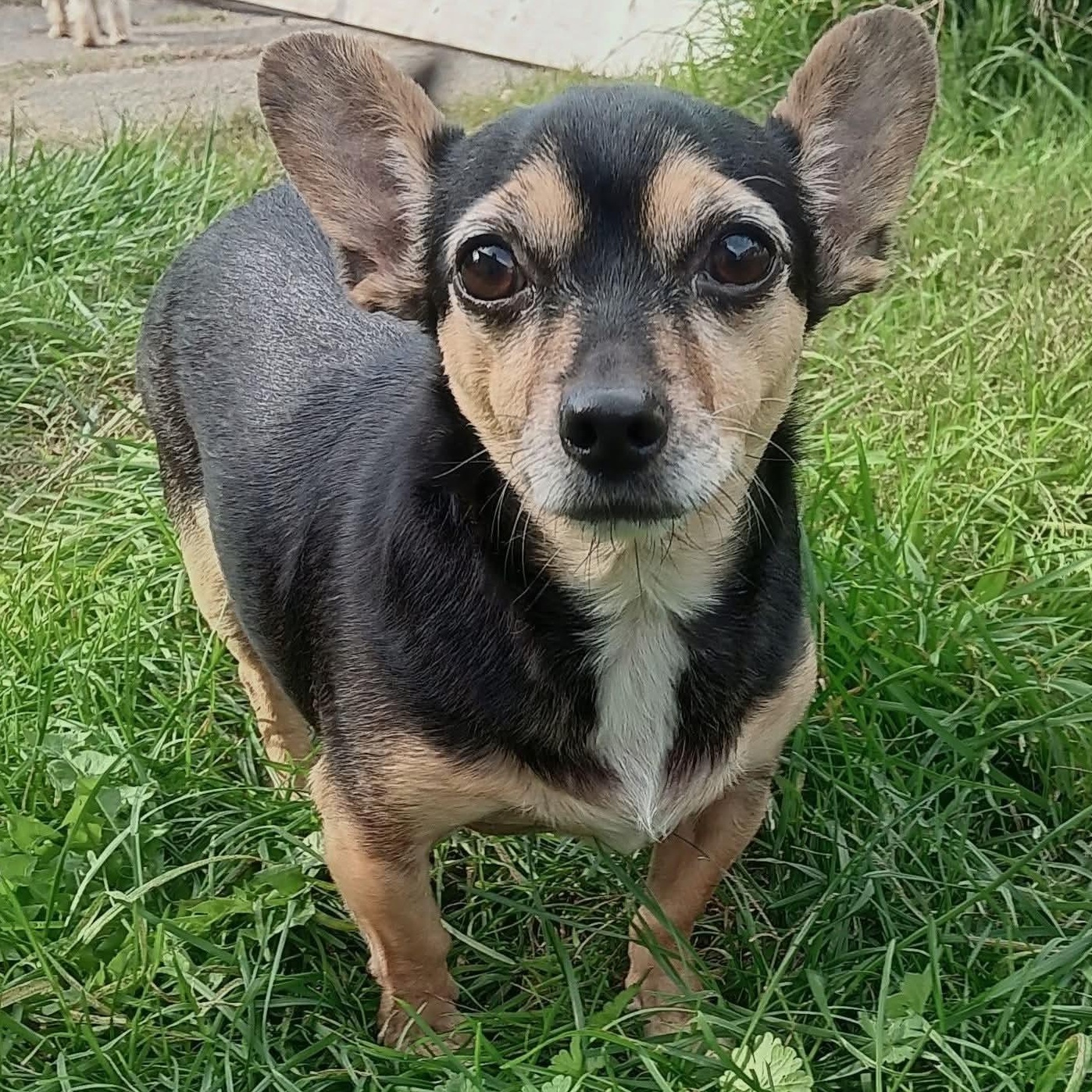 Bella, Adoptable, Adult Female Chihuahua.