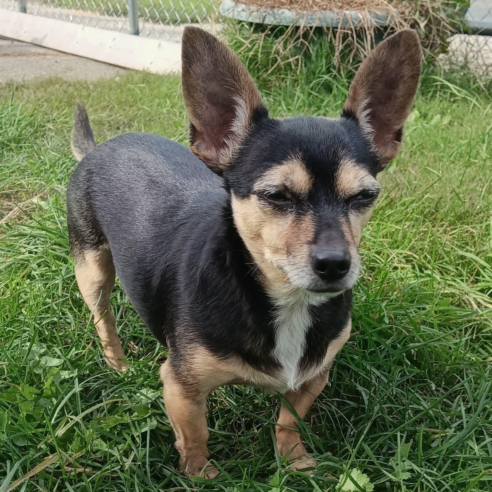Enlarge Bella, a Adoptable mixed breed in Kentwood, MI image 3/6