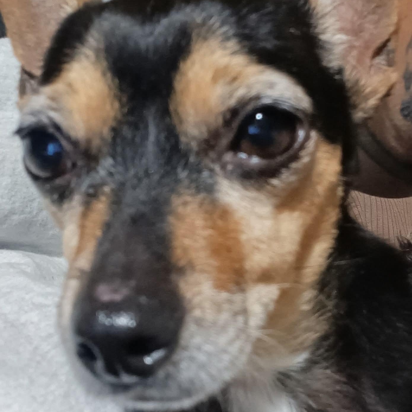 Enlarge Bella, a Adoptable mixed breed in Kentwood, MI image 3/4