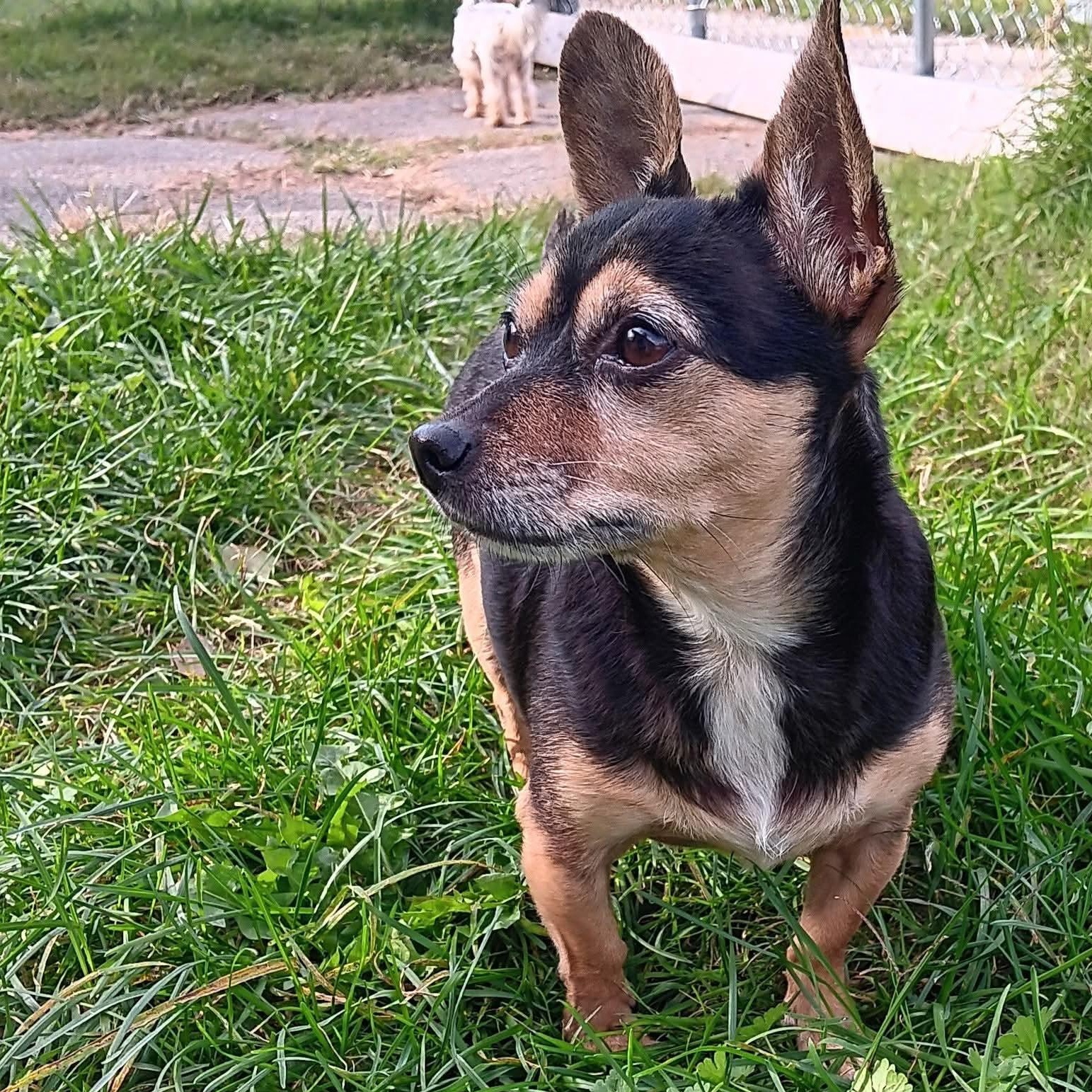 Enlarge Bella, a Adoptable mixed breed in Kentwood, MI image 5/6