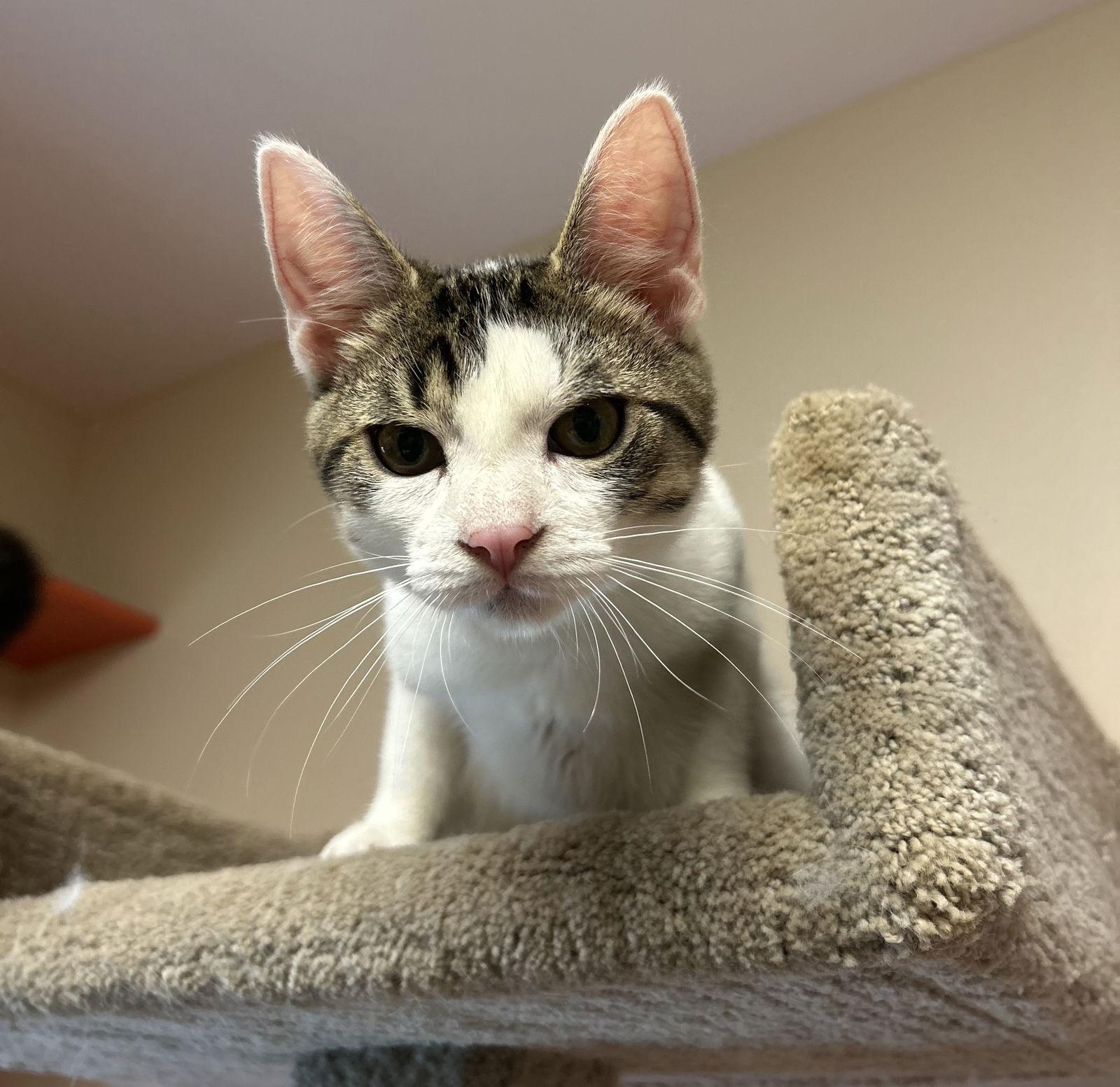 Kodi, Adopted, Young Male Domestic Short Hair.