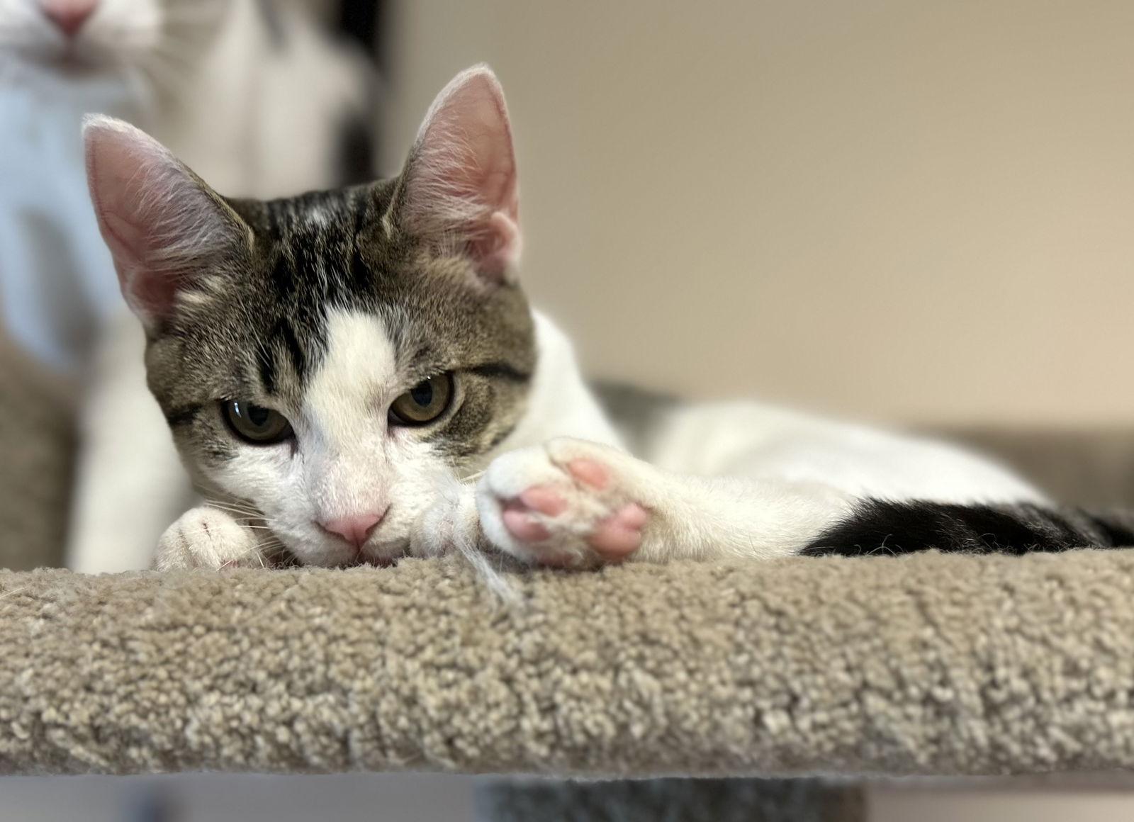 Enlarge Kodi, a Adopted Domestic Short Hair in Arlington, VT image 2/3