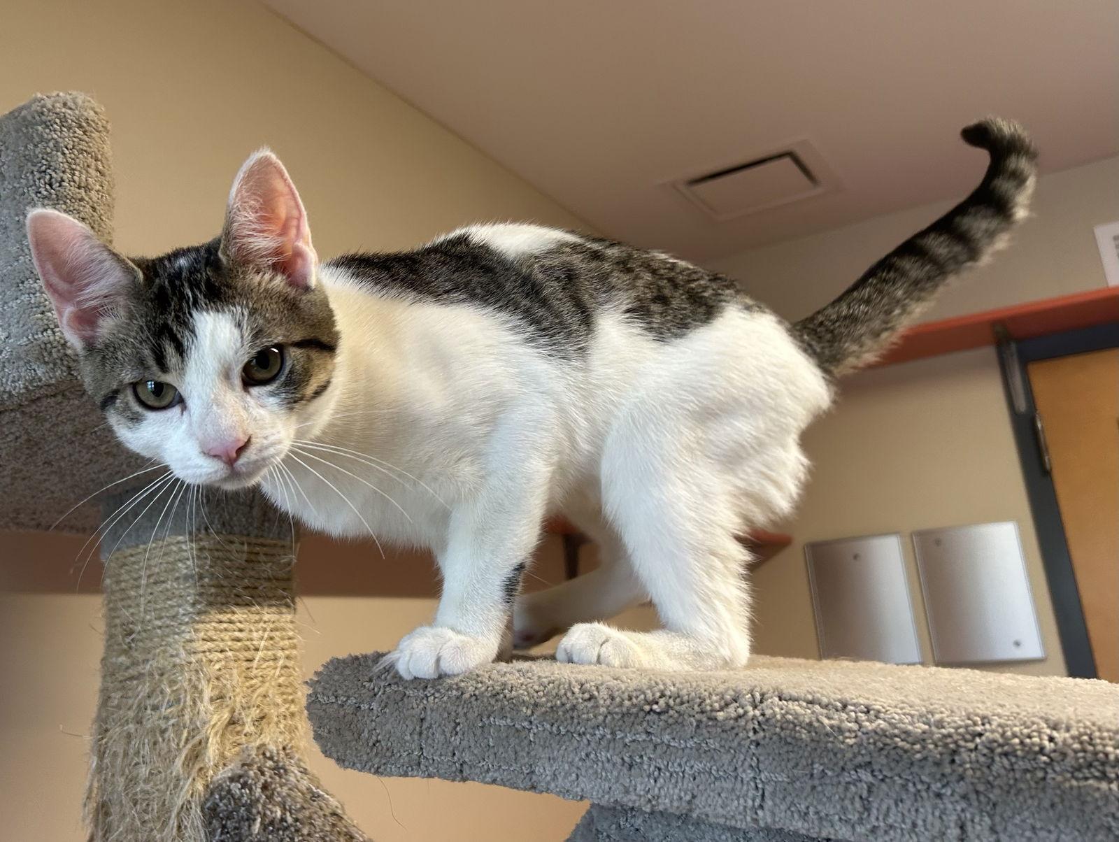 Enlarge Kodi, a Adopted Domestic Short Hair in Arlington, VT image 3/3