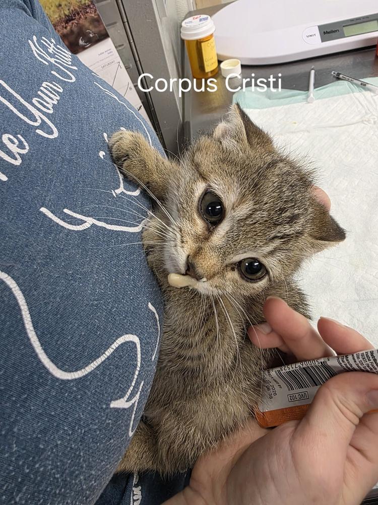 Enlarge Corpus Christi, a Adoptable mixed breed in Fort Walton Beach, FL image 1/1