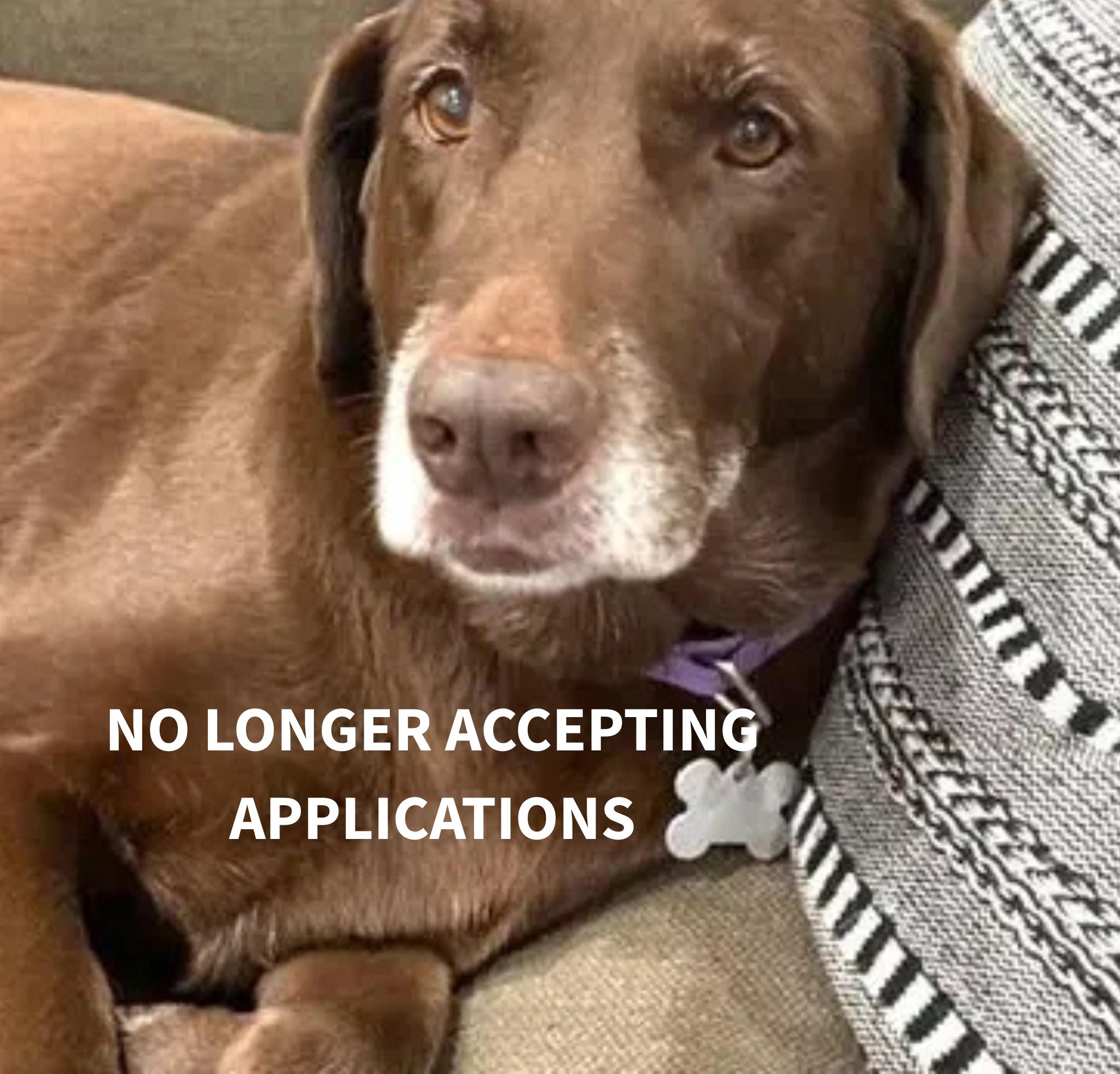 Mavis, adoptable, Senior Female Retriever.