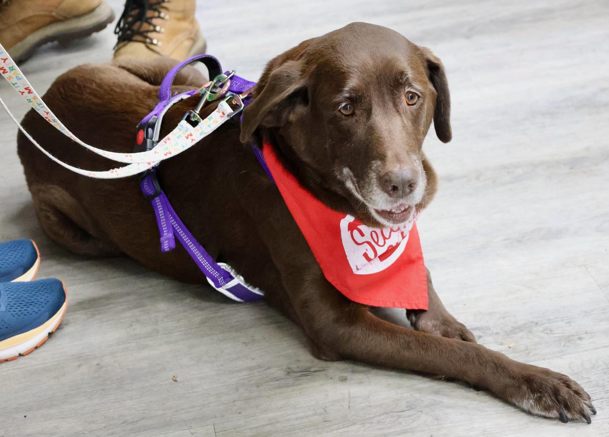 Enlarge Mavis, an adoptable mixed breed in Palatine, IL image 4/5
