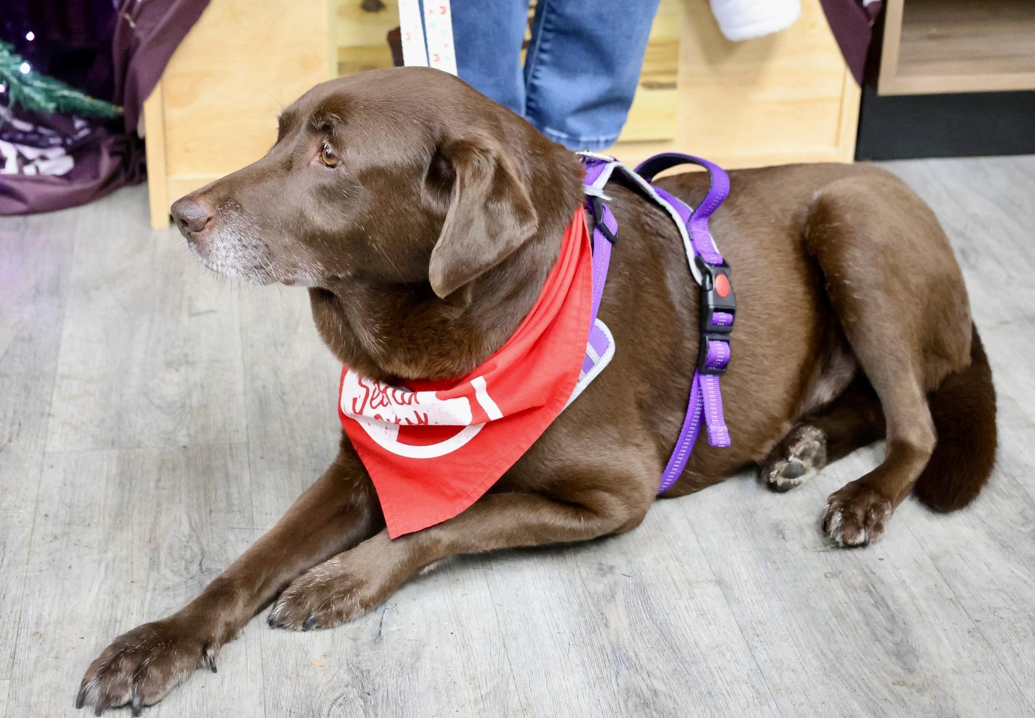 Enlarge Mavis, an adoptable mixed breed in Palatine, IL image 5/5