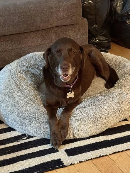 Mavis, adoptable, Senior Female Retriever.