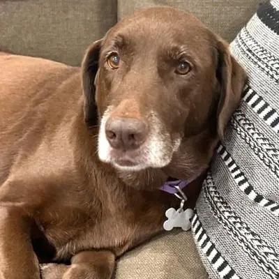 Enlarge Mavis, an adoptable mixed breed in Palatine, IL image 1/5