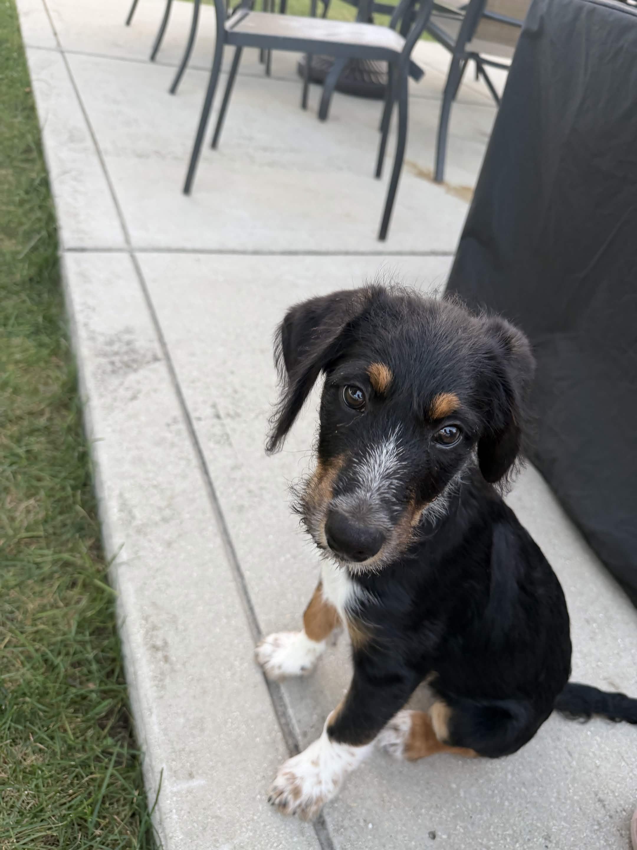 Enlarge Pickle, a Adoptable mixed breed in Tinley Park, IL image 2/3