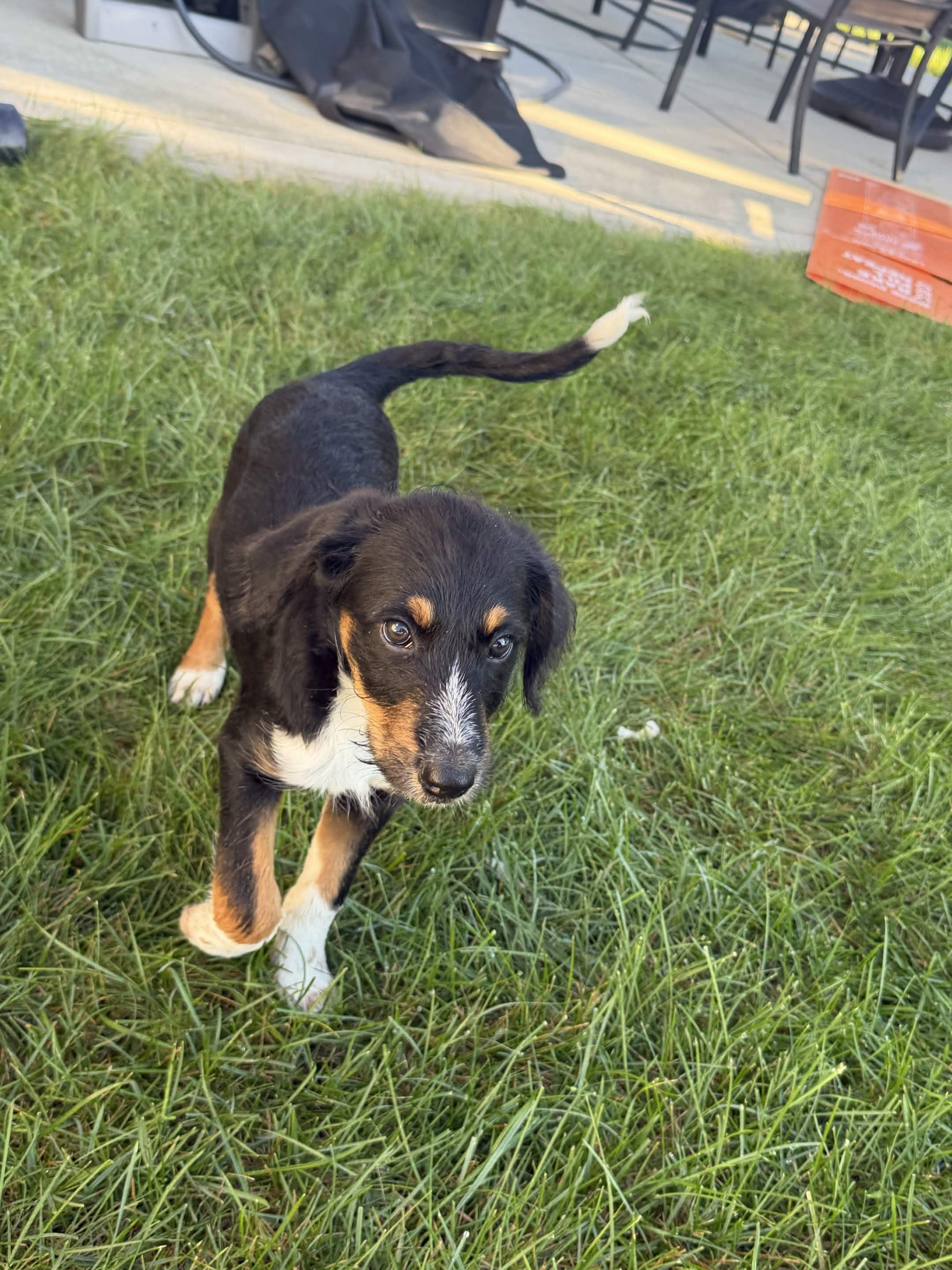 Enlarge Pickle, a Adoptable mixed breed in Tinley Park, IL image 3/3