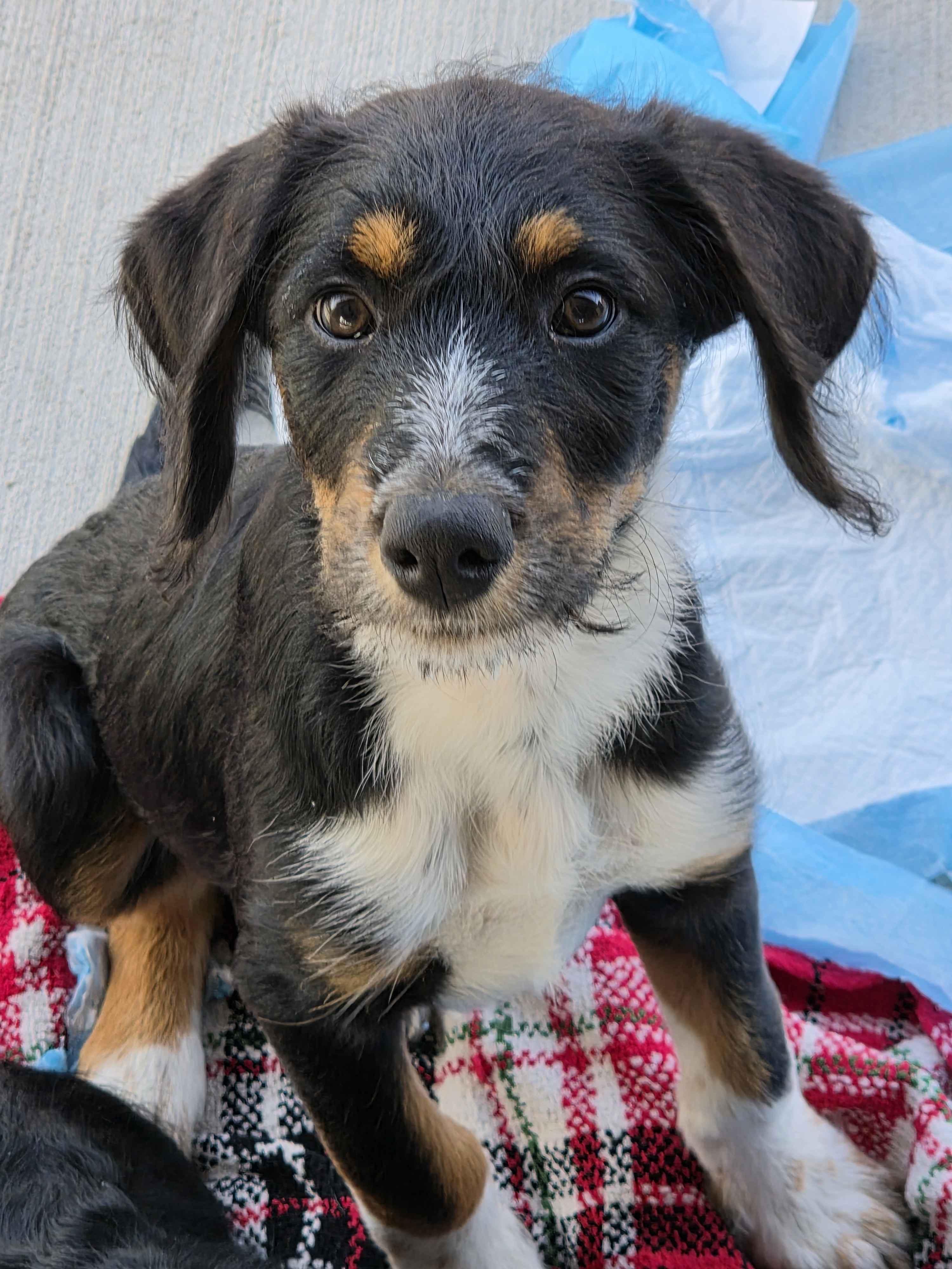 Enlarge Pickle, a Adoptable mixed breed in Tinley Park, IL image 1/3