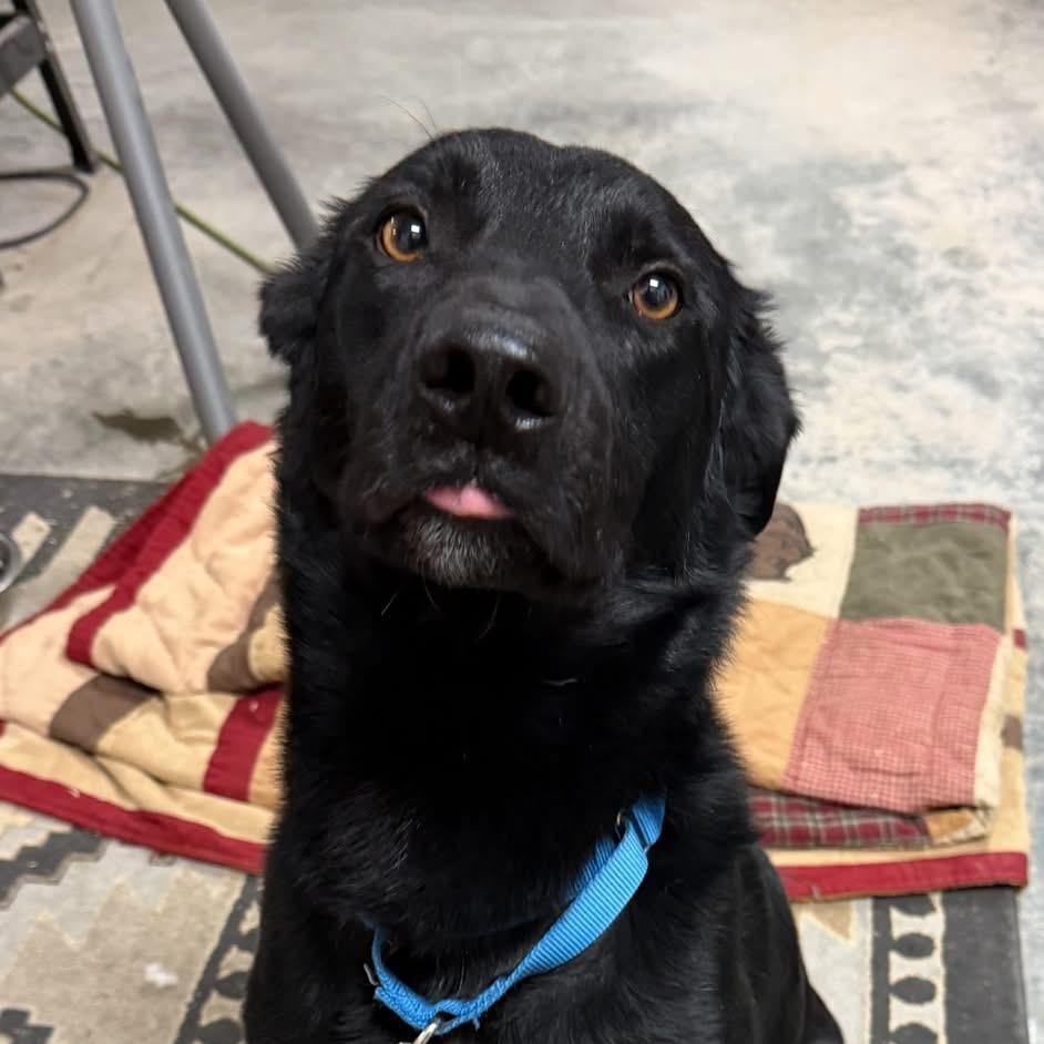 Enlarge Milo, a Adoptable Mixed Breed in Wilsall, MT image 1/1