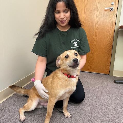 Austin, Adoptable, Young Male Mixed Breed.