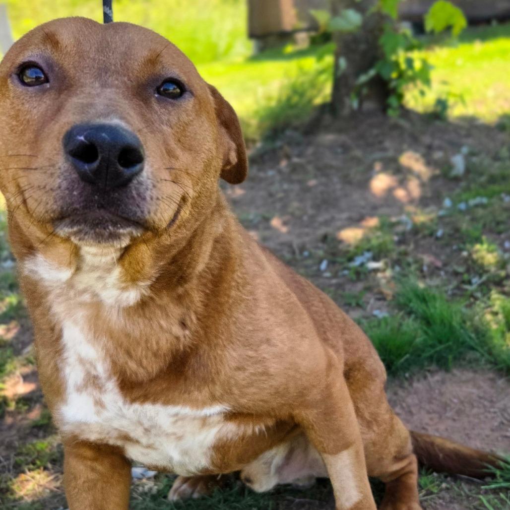 Gumby, Adoptable, Adult Male Mixed Breed.