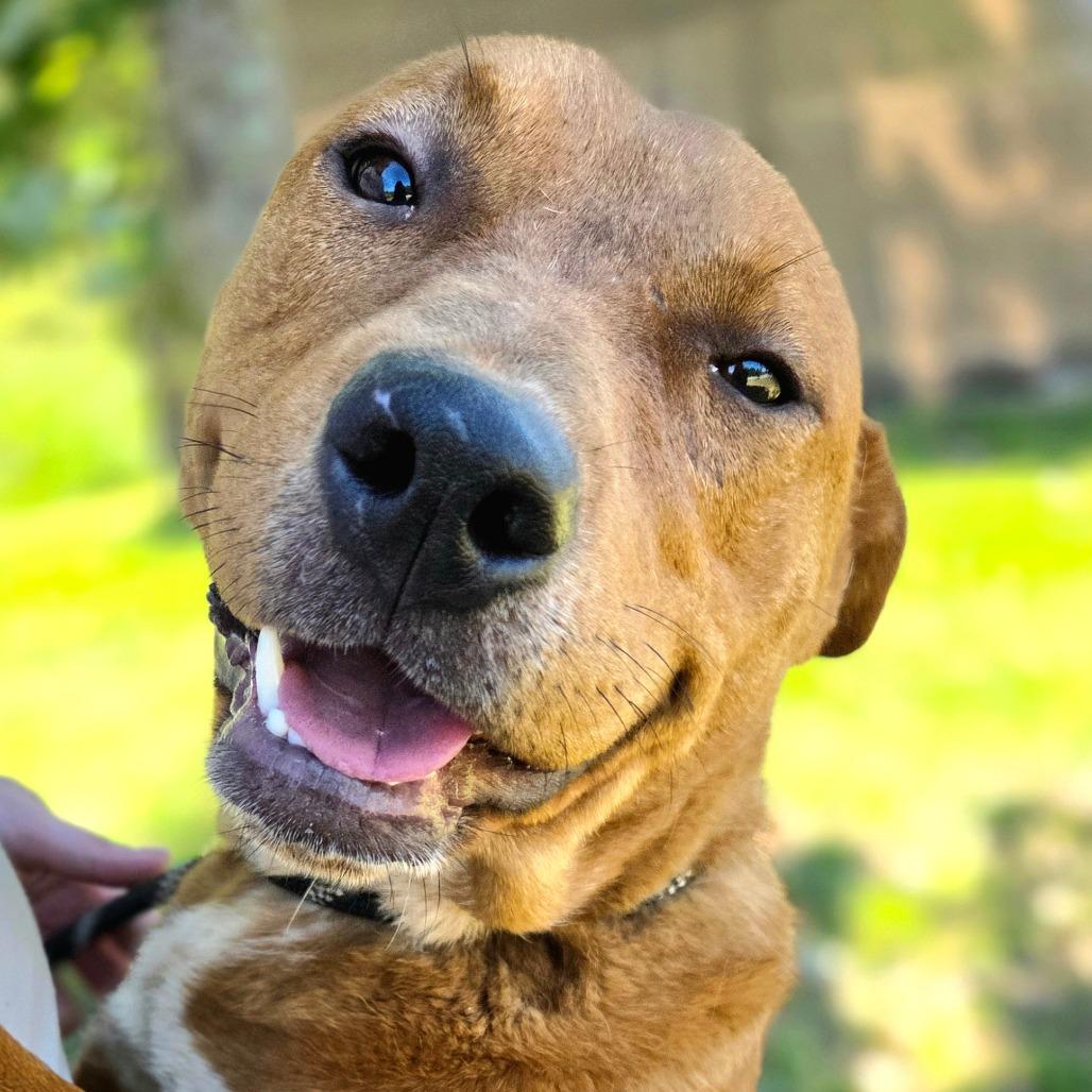 Enlarge Gumby, a Adoptable Mixed Breed in Franklin, NC image 2/5