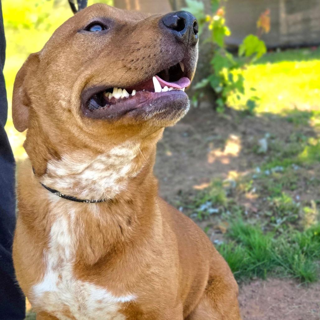 Enlarge Gumby, a Adoptable Mixed Breed in Franklin, NC image 3/5