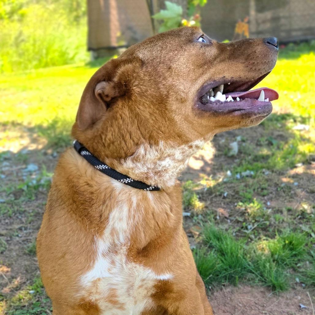 Enlarge Gumby, a Adoptable Mixed Breed in Franklin, NC image 4/5