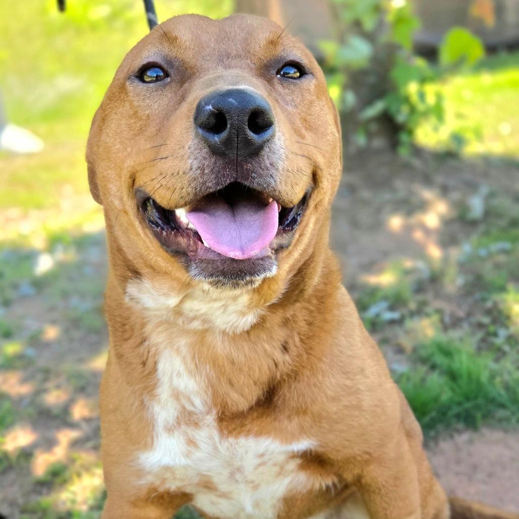 Enlarge Gumby, a Adoptable Mixed Breed in Franklin, NC image 5/5