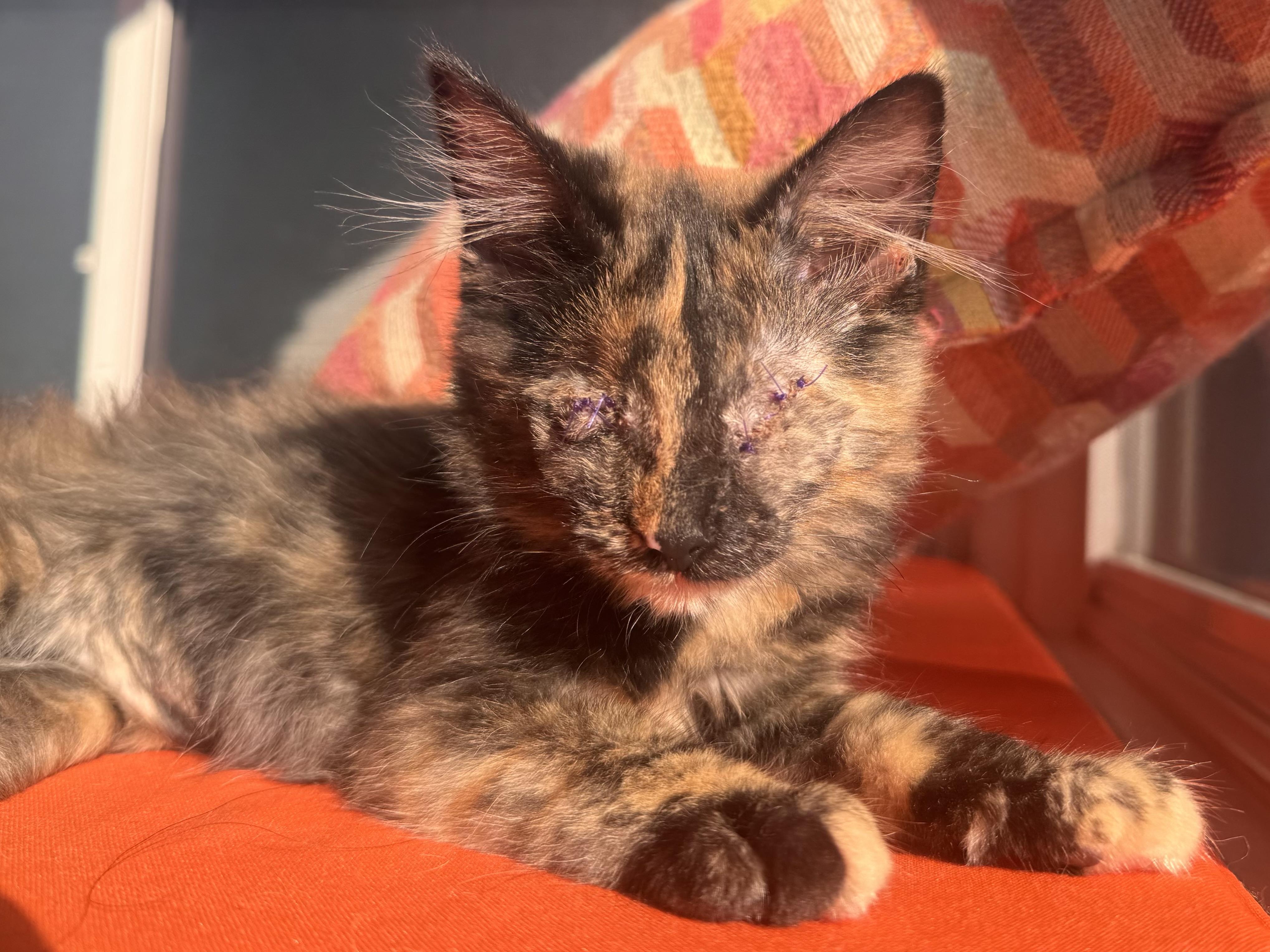 Enlarge Saffron, a Adoptable Domestic Short Hair in San Francisco, CA image 2/2