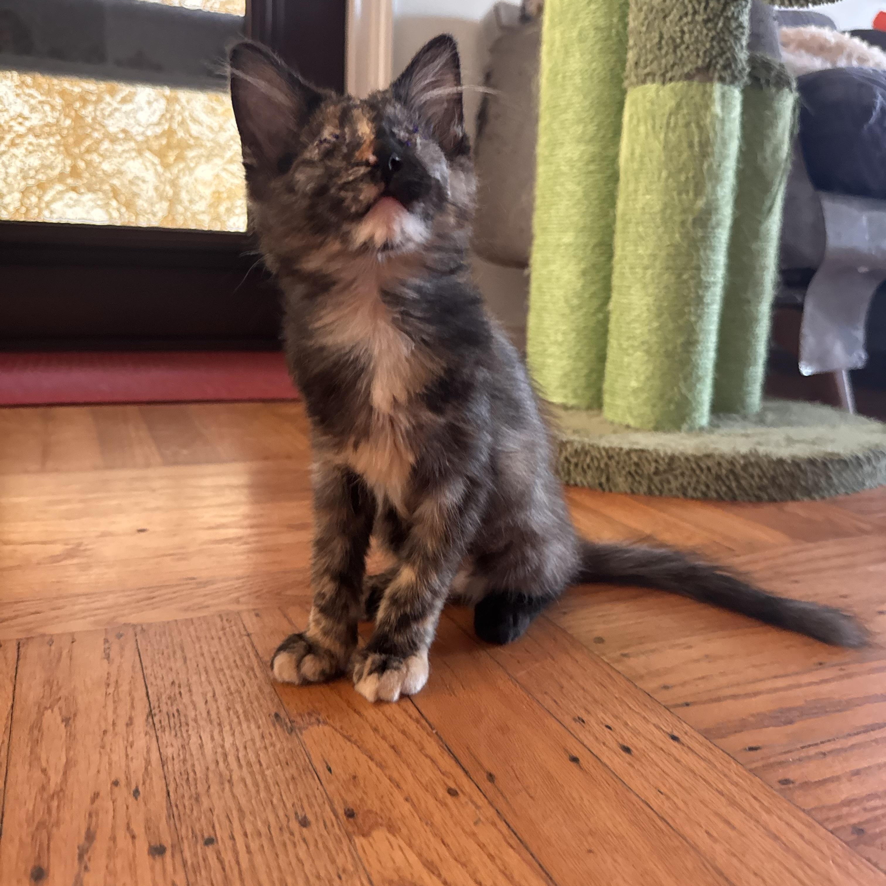 Saffron, Adoptable, Kitten Female Domestic Short Hair.