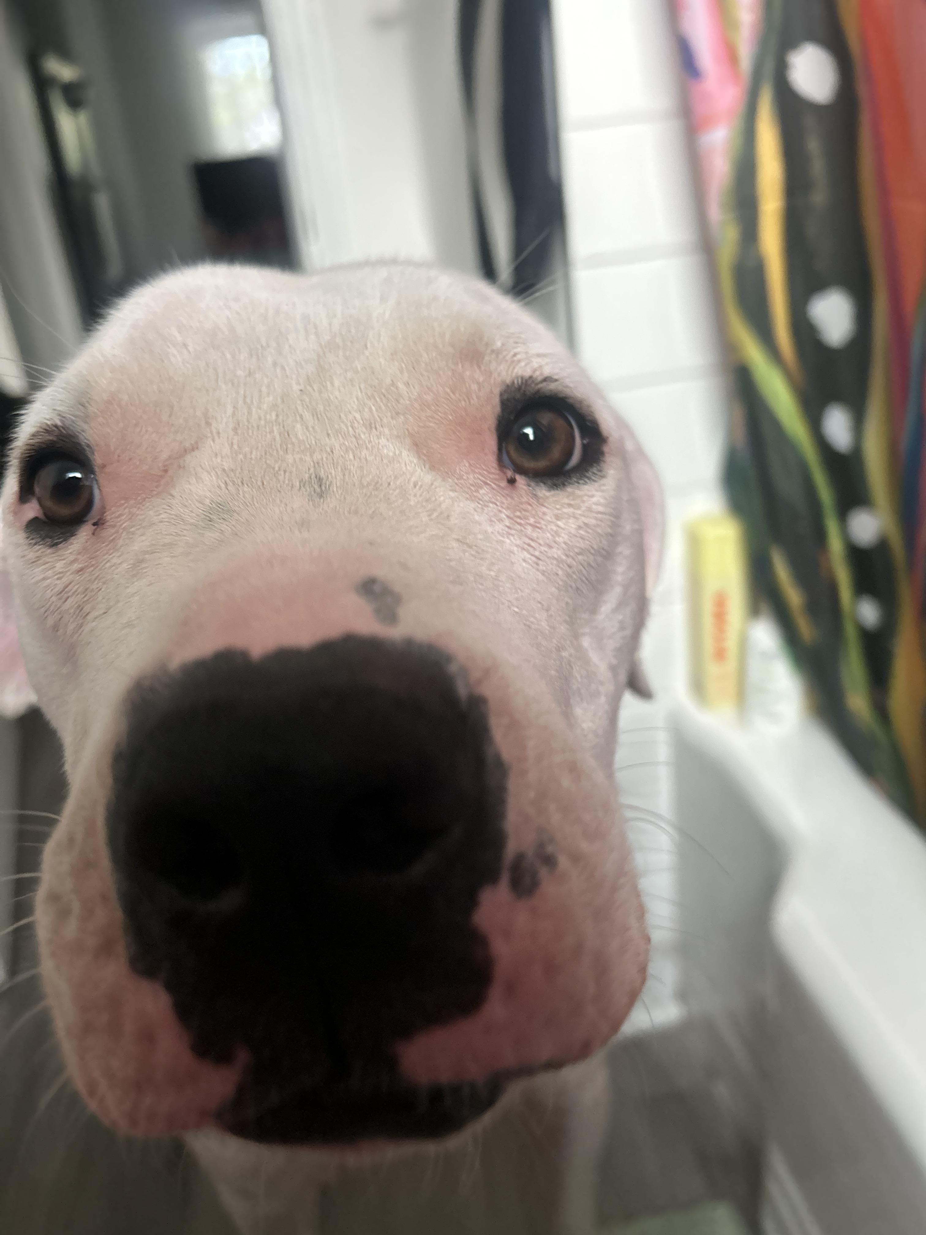 Clover, a Adoptable mixed breed in London, ON image 1/5