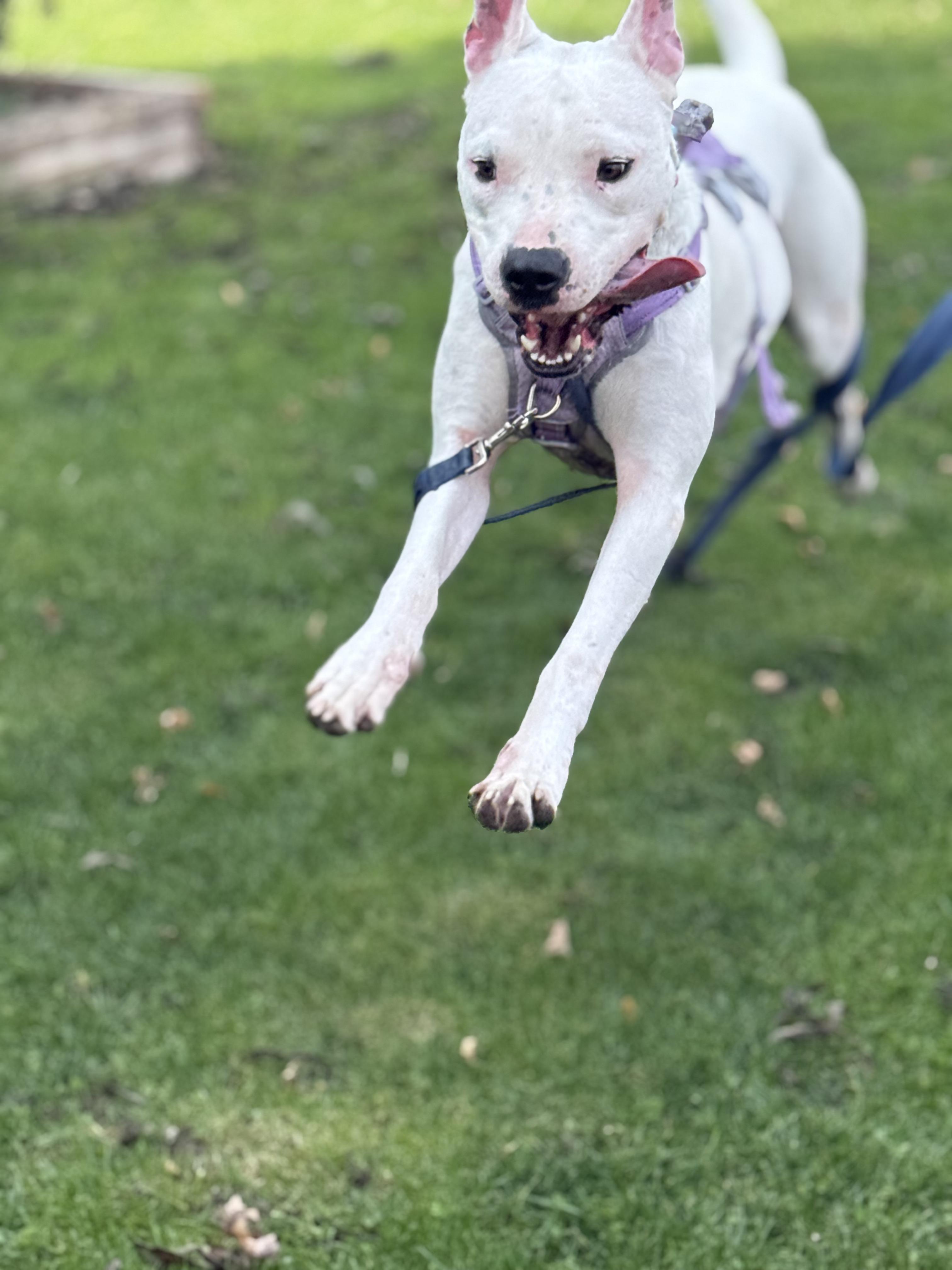 Clover, a Adoptable mixed breed in London, ON image 3/6