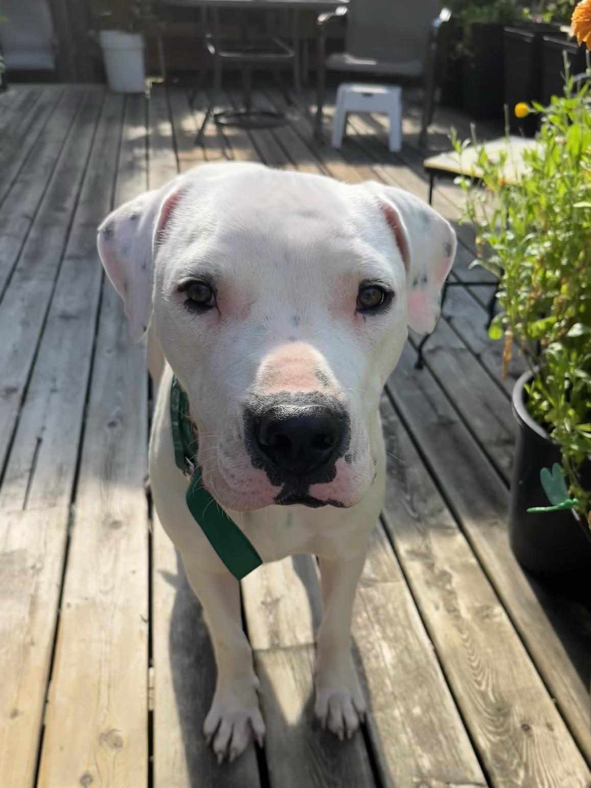 Clover, a Adoptable mixed breed in London, ON image 2/5