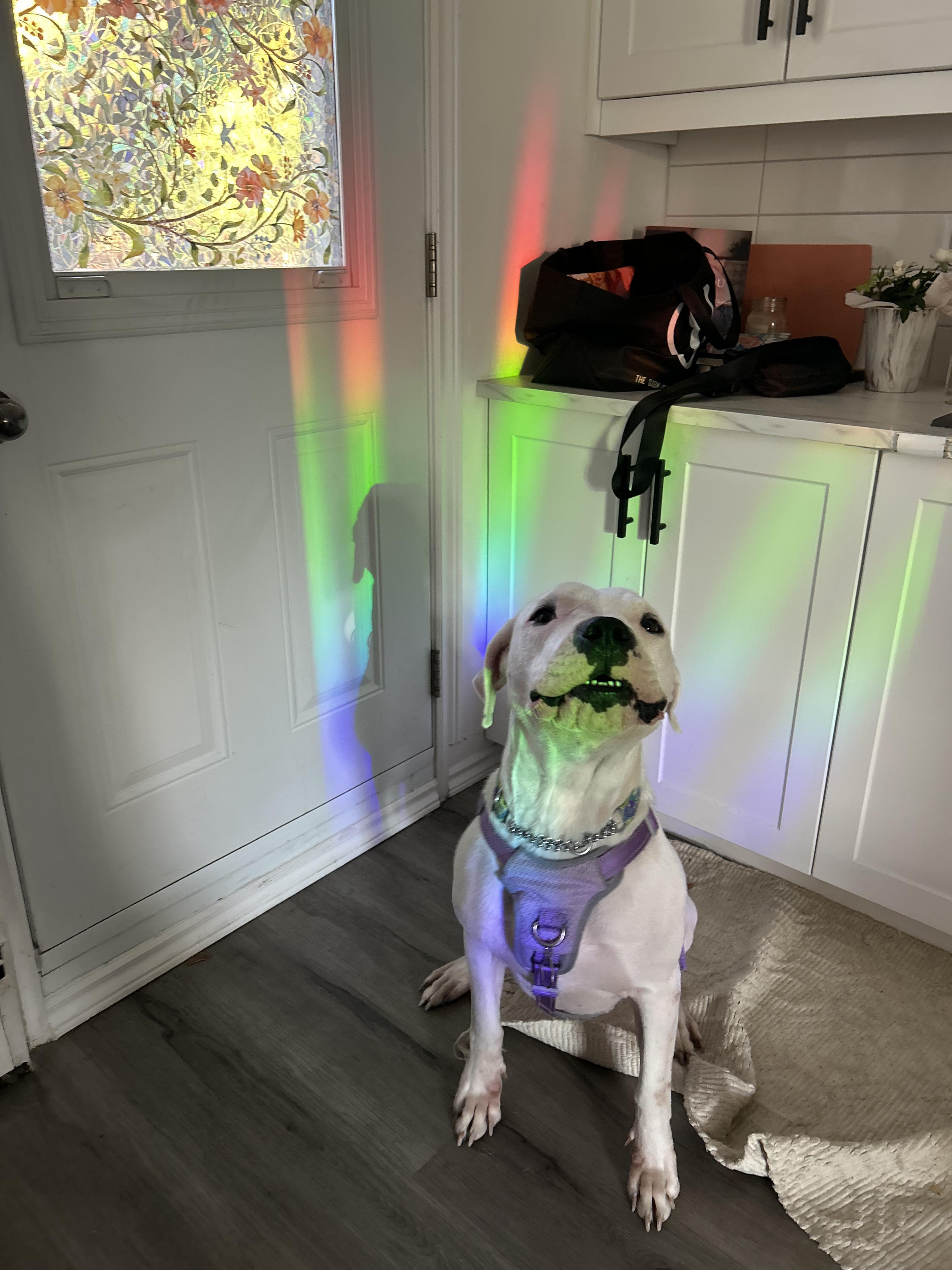 Clover, a Adoptable mixed breed in London, ON image 3/5