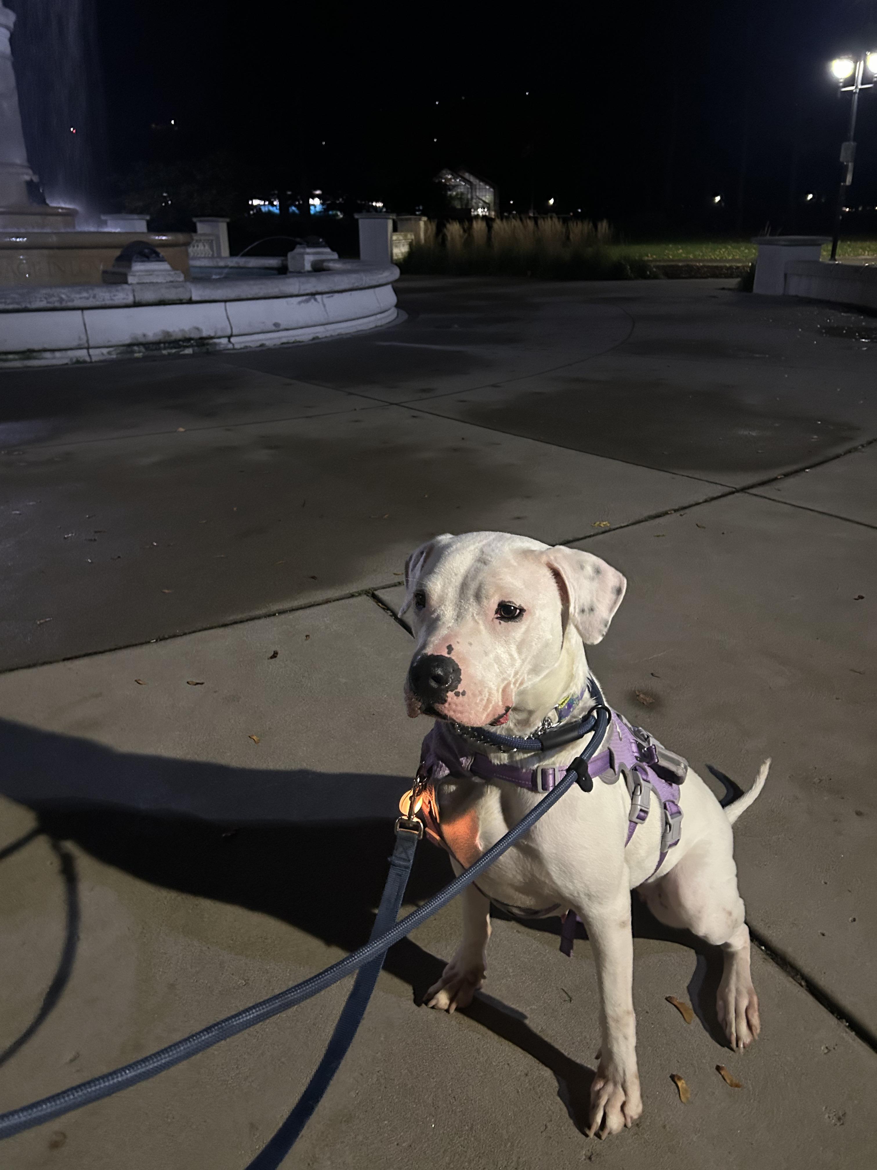 Clover, a Adoptable mixed breed in London, ON image 4/5