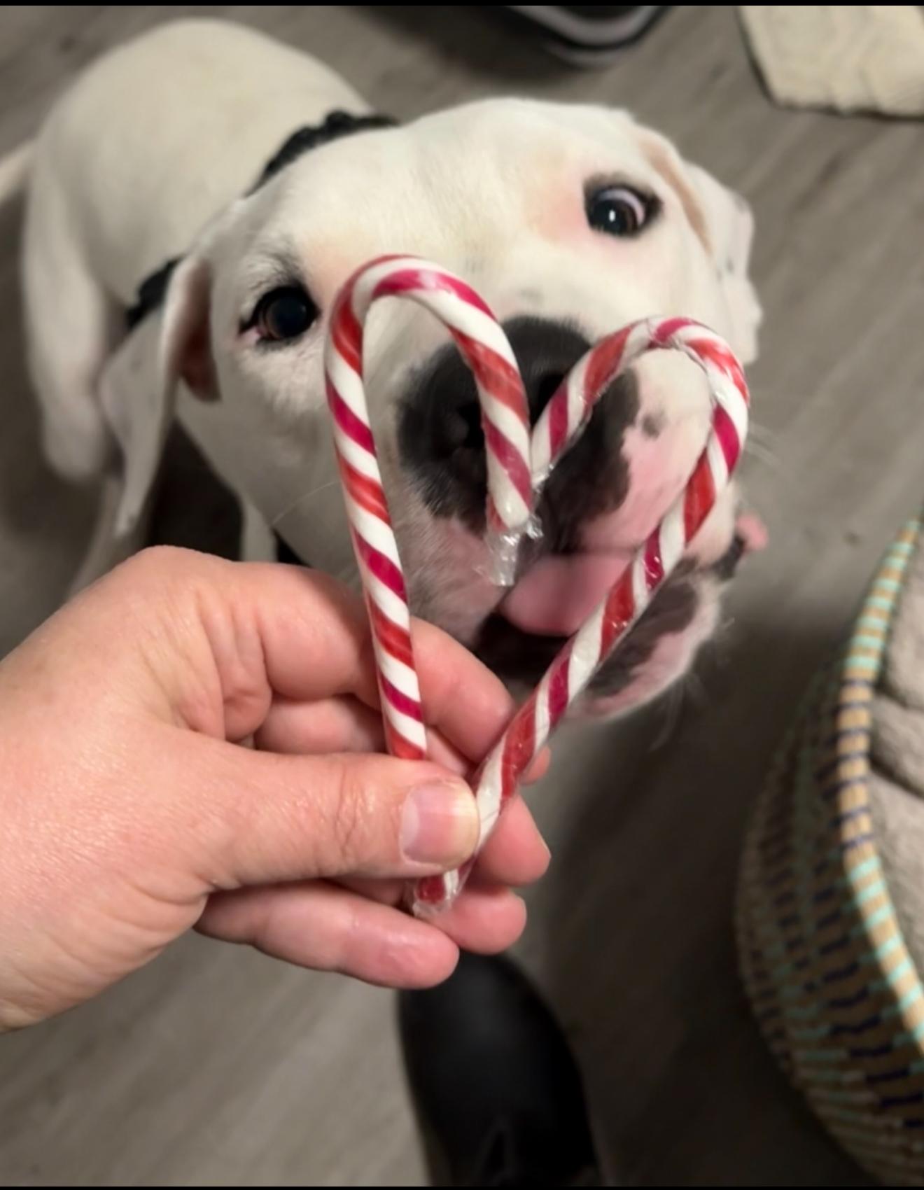 Clover, a Adoptable mixed breed in London, ON image 1/6