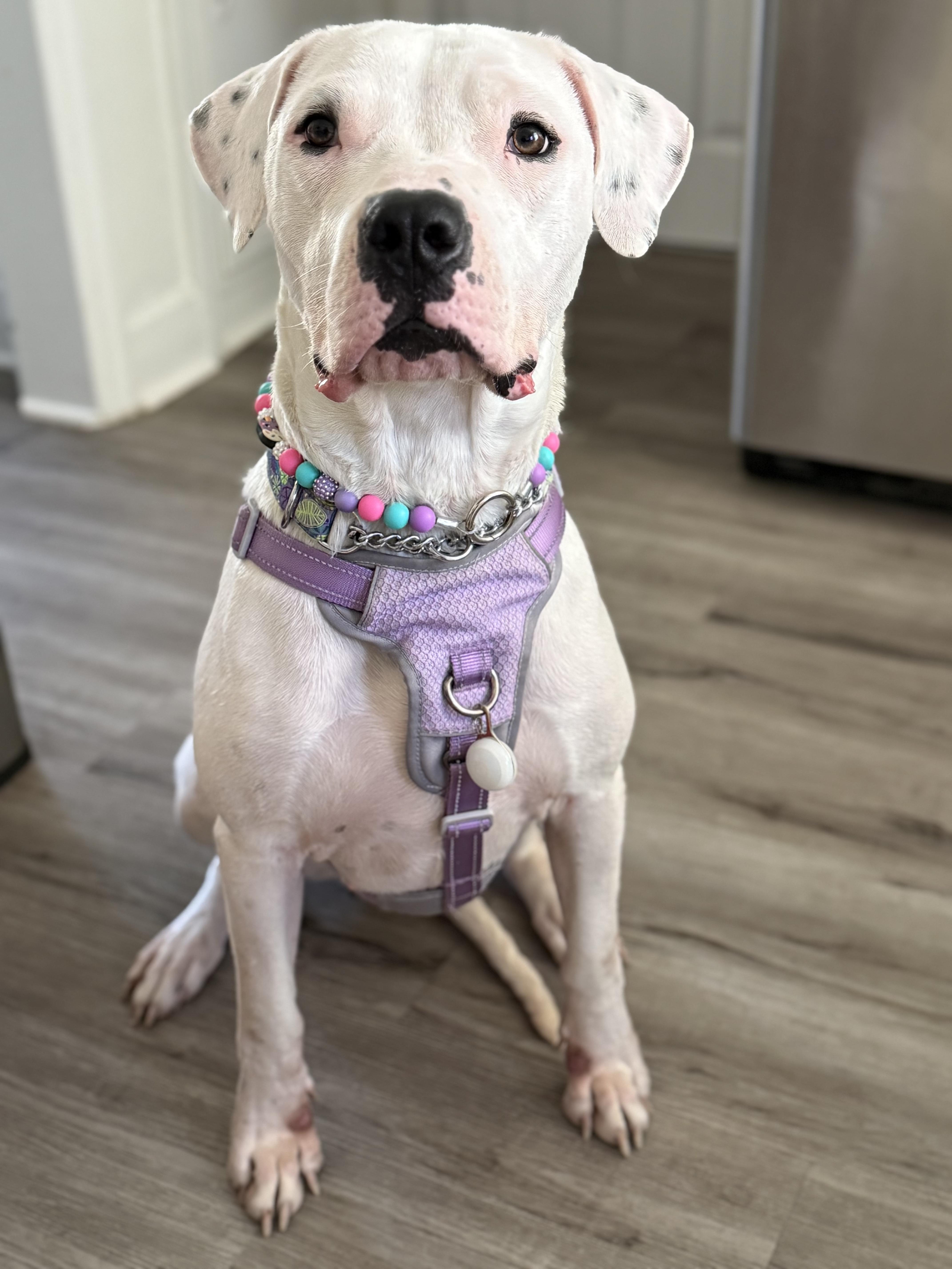 Clover, a Adoptable mixed breed in London, ON image 5/5