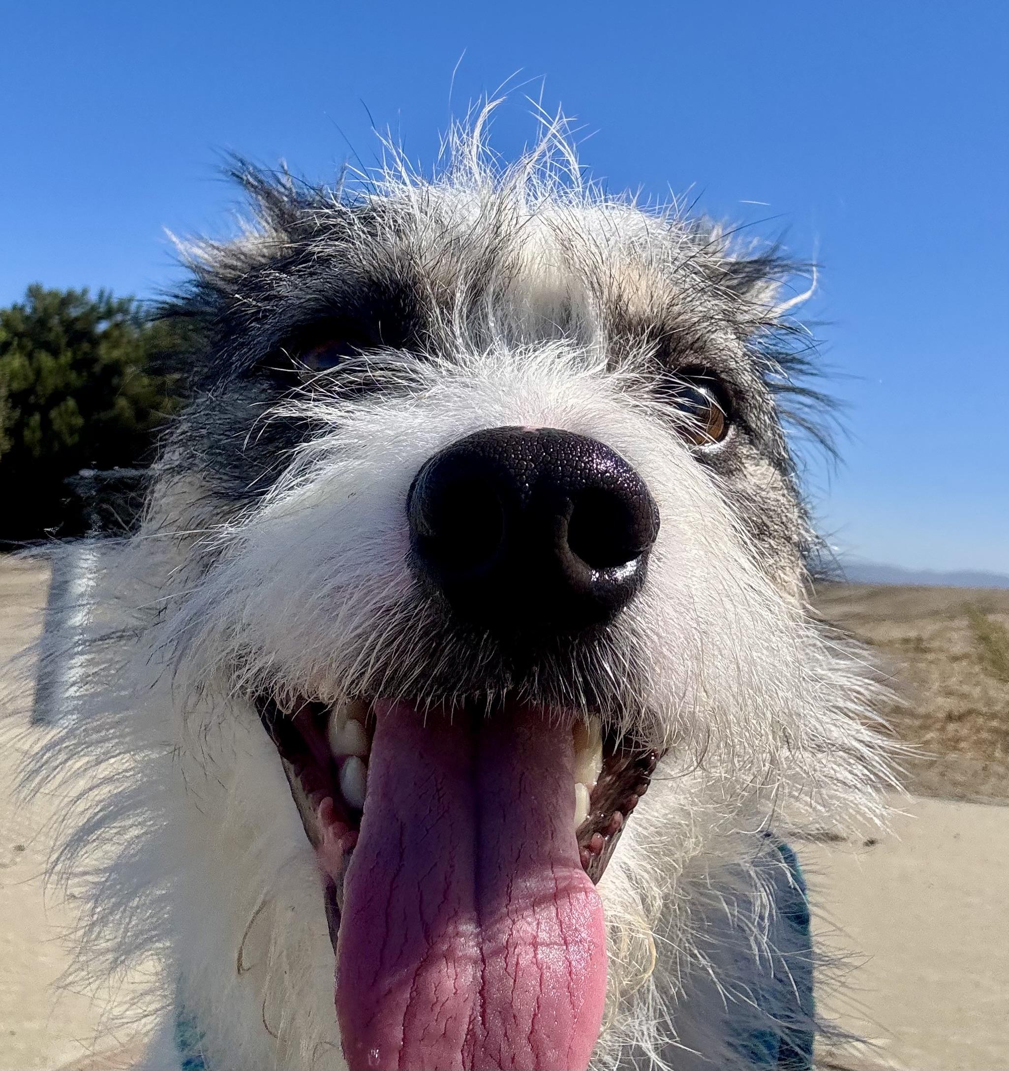 Enlarge Oliver, a Adoptable mixed breed in Salinas, CA image 4/6