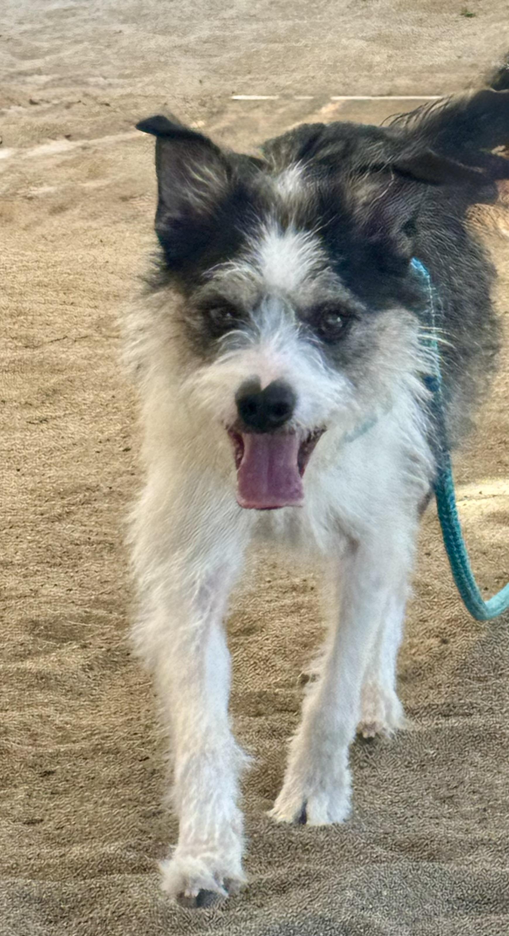 Enlarge Oliver, a Adoptable mixed breed in Salinas, CA image 6/6
