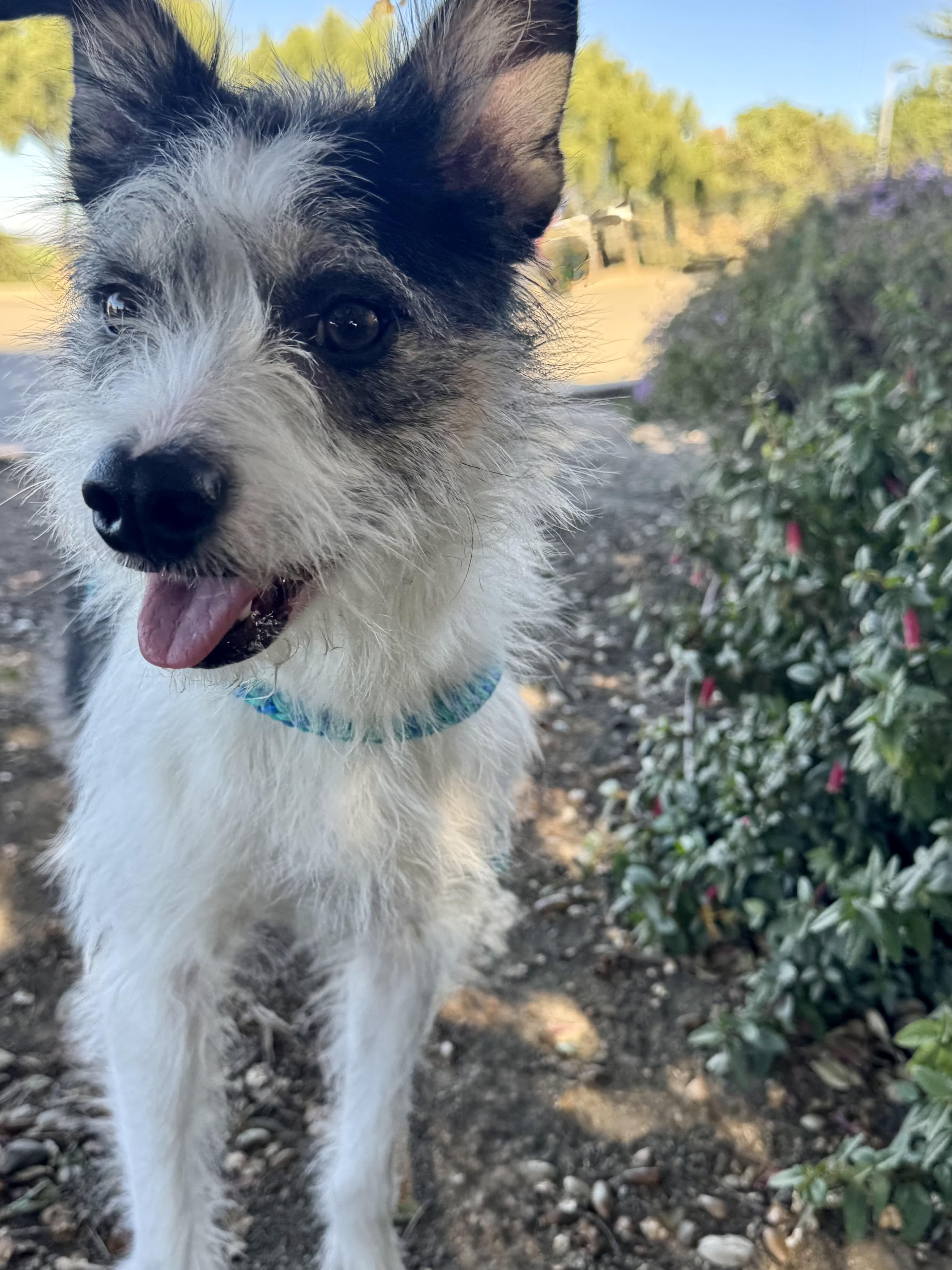Oliver, Adoptable, Young Male Terrier.