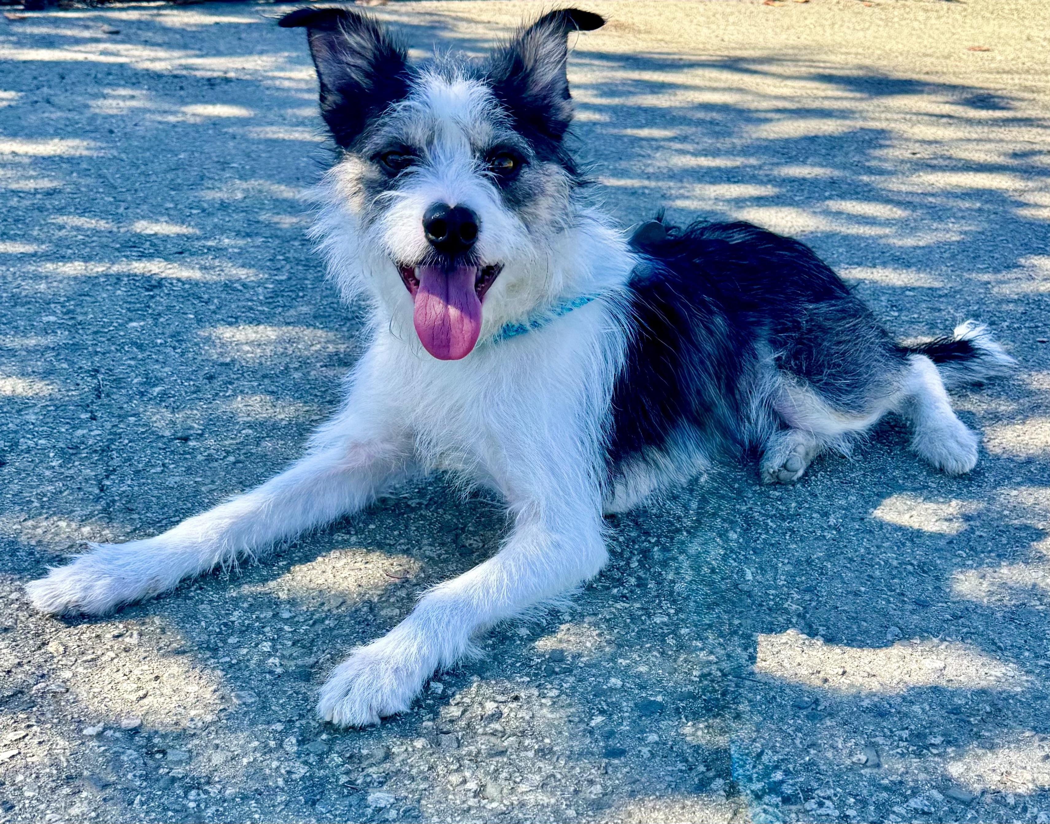 Enlarge Oliver, a Adoptable mixed breed in Salinas, CA image 3/6