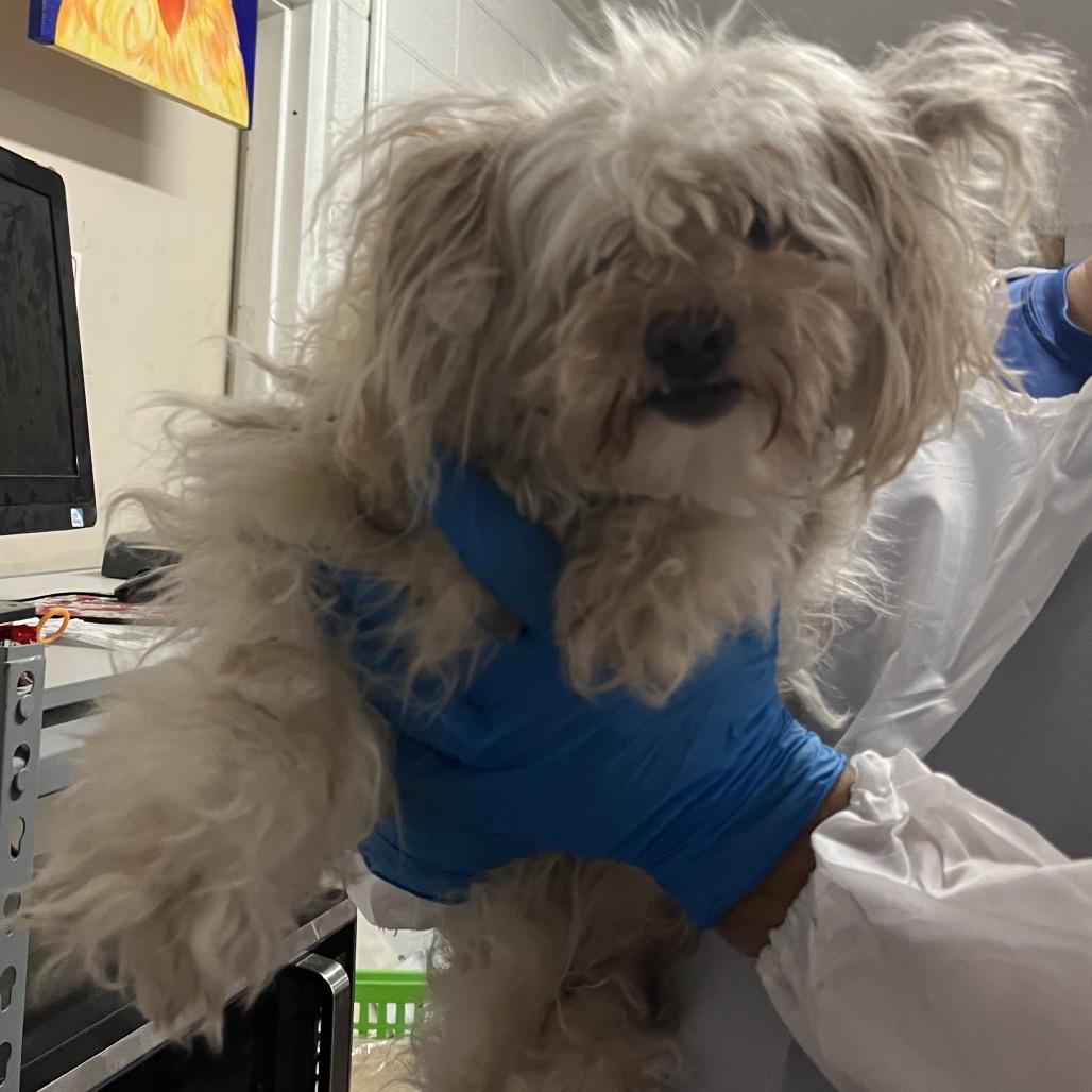 Frida, Adoptable, Adult Female Maltese & Mixed Breed.