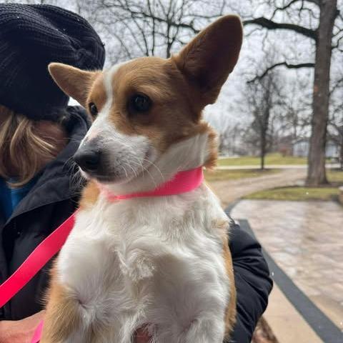 Martha, Adoptable, Adult Female Corgi.