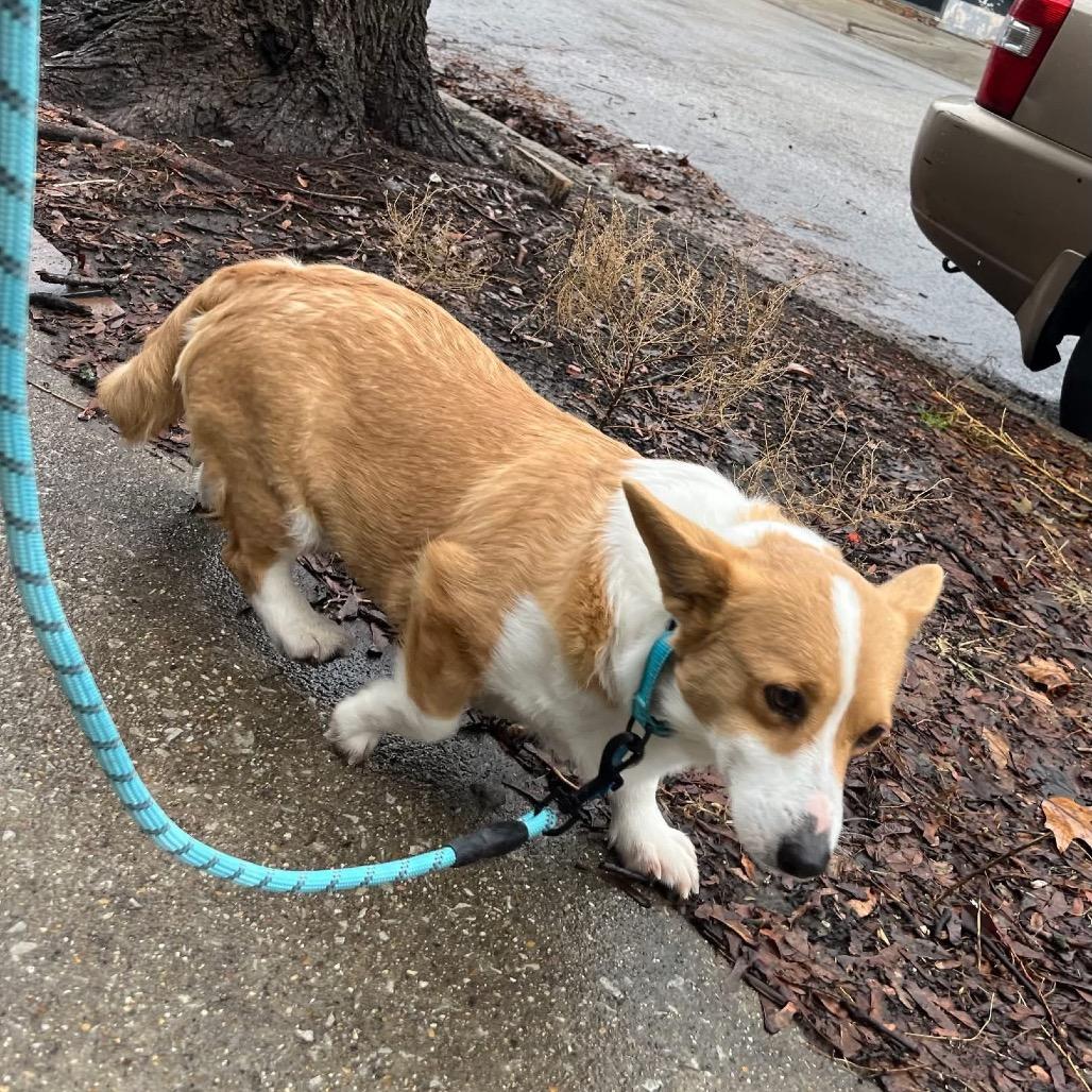 Enlarge Martha, a Adoptable Corgi in St. Charles, IL image 2/5
