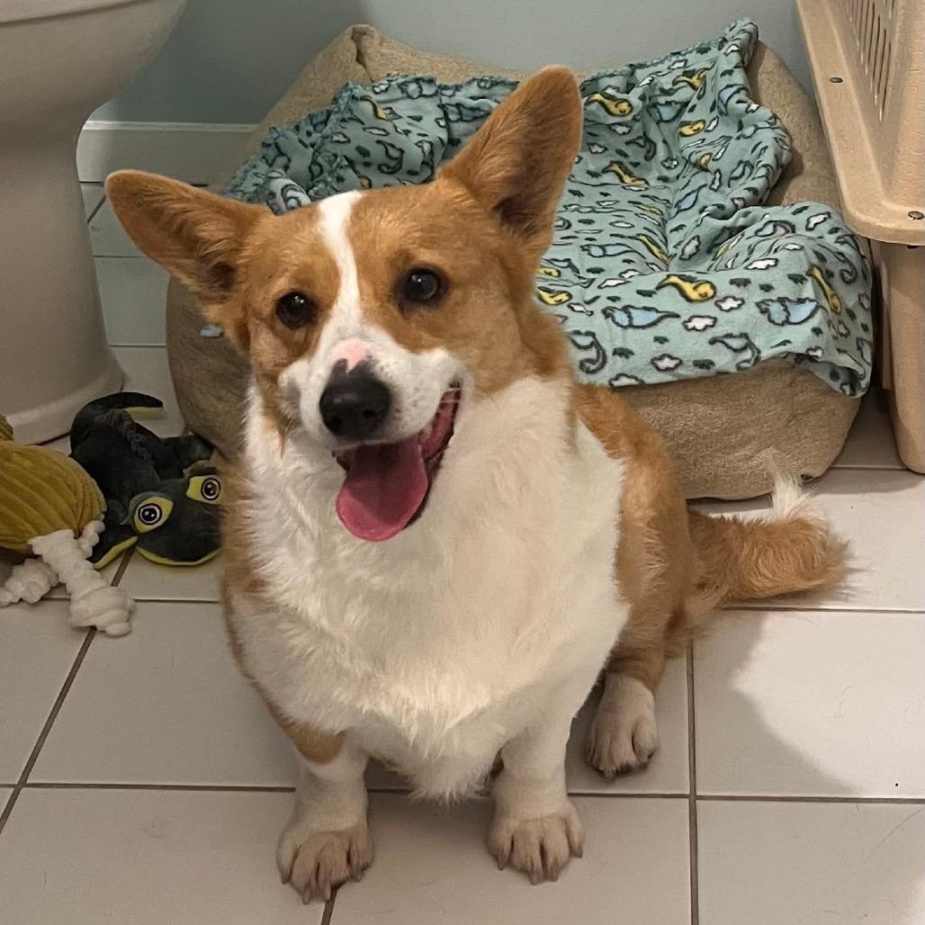 Enlarge Martha, a Adoptable Corgi in St. Charles, IL image 3/5
