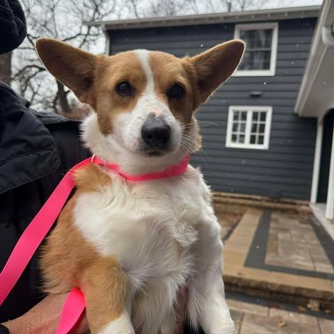 Enlarge Martha, a Adoptable Corgi in St. Charles, IL image 4/5