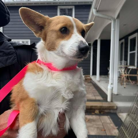 Enlarge Martha, a Adoptable Corgi in St. Charles, IL image 5/5