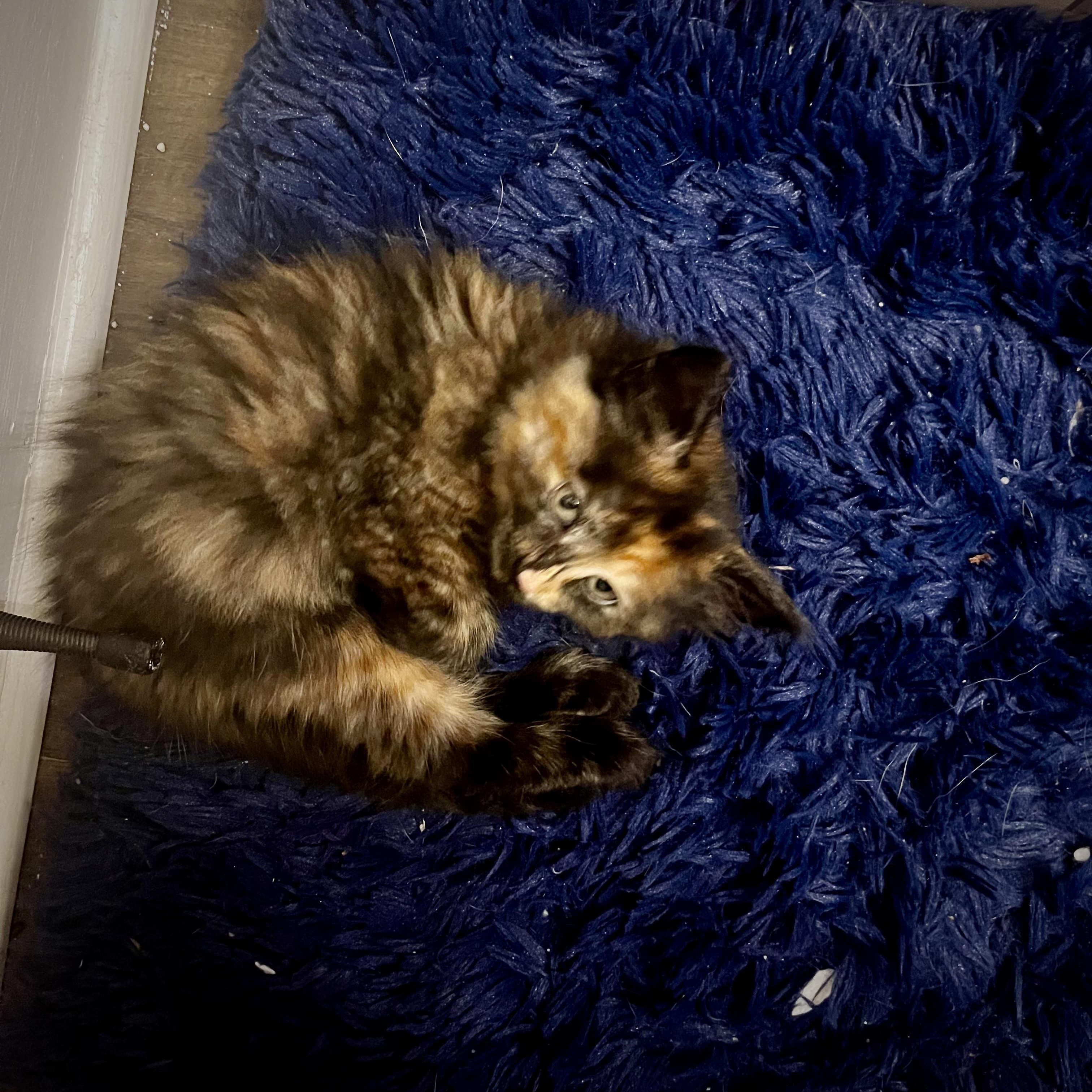 Bug, a ADOPTABLE Domestic Medium Hair in Beaufort, MO image 4/4