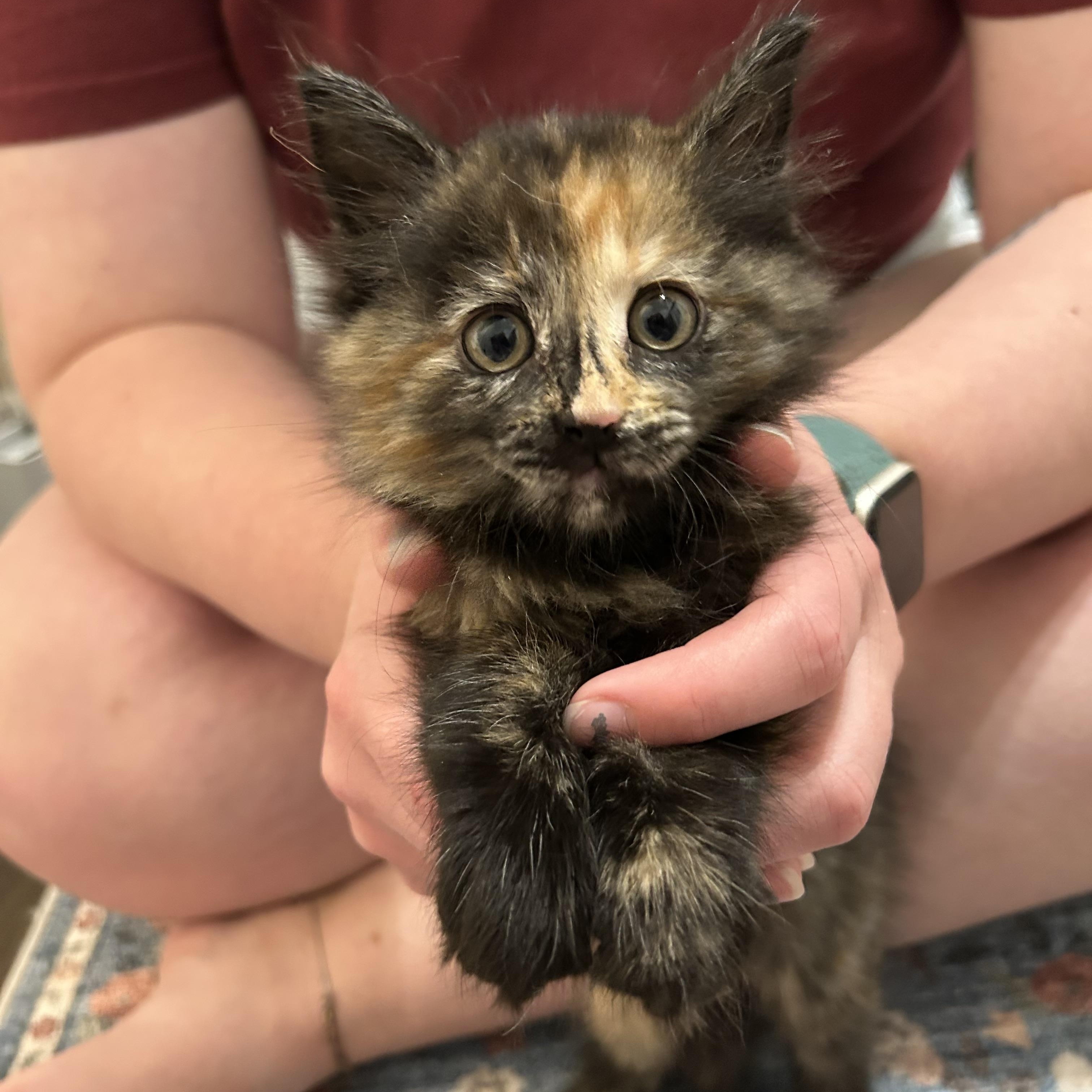 Bug, a ADOPTABLE Domestic Medium Hair in Beaufort, MO image 2/4
