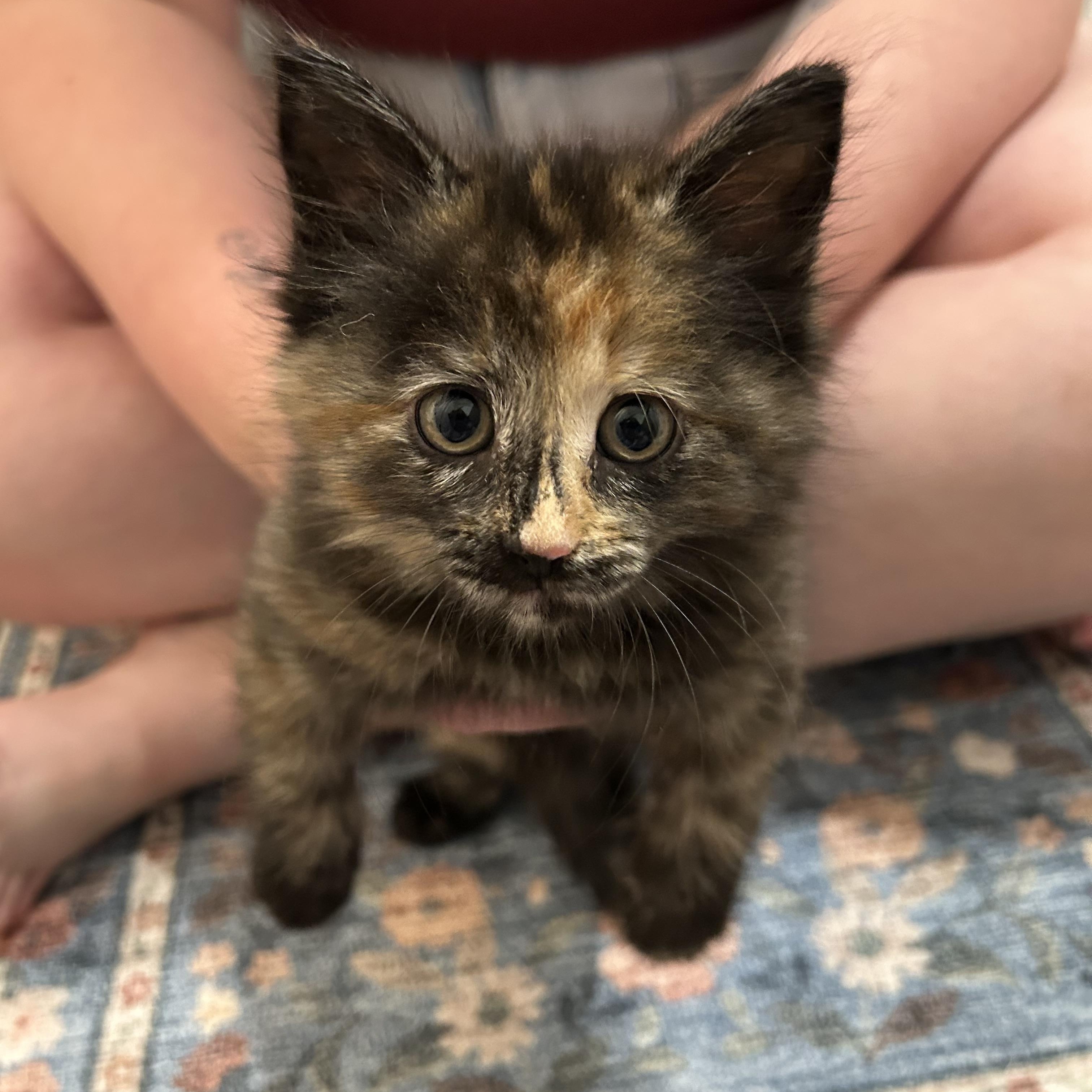 Bug, ADOPTABLE, Kitten Female Domestic Medium Hair.